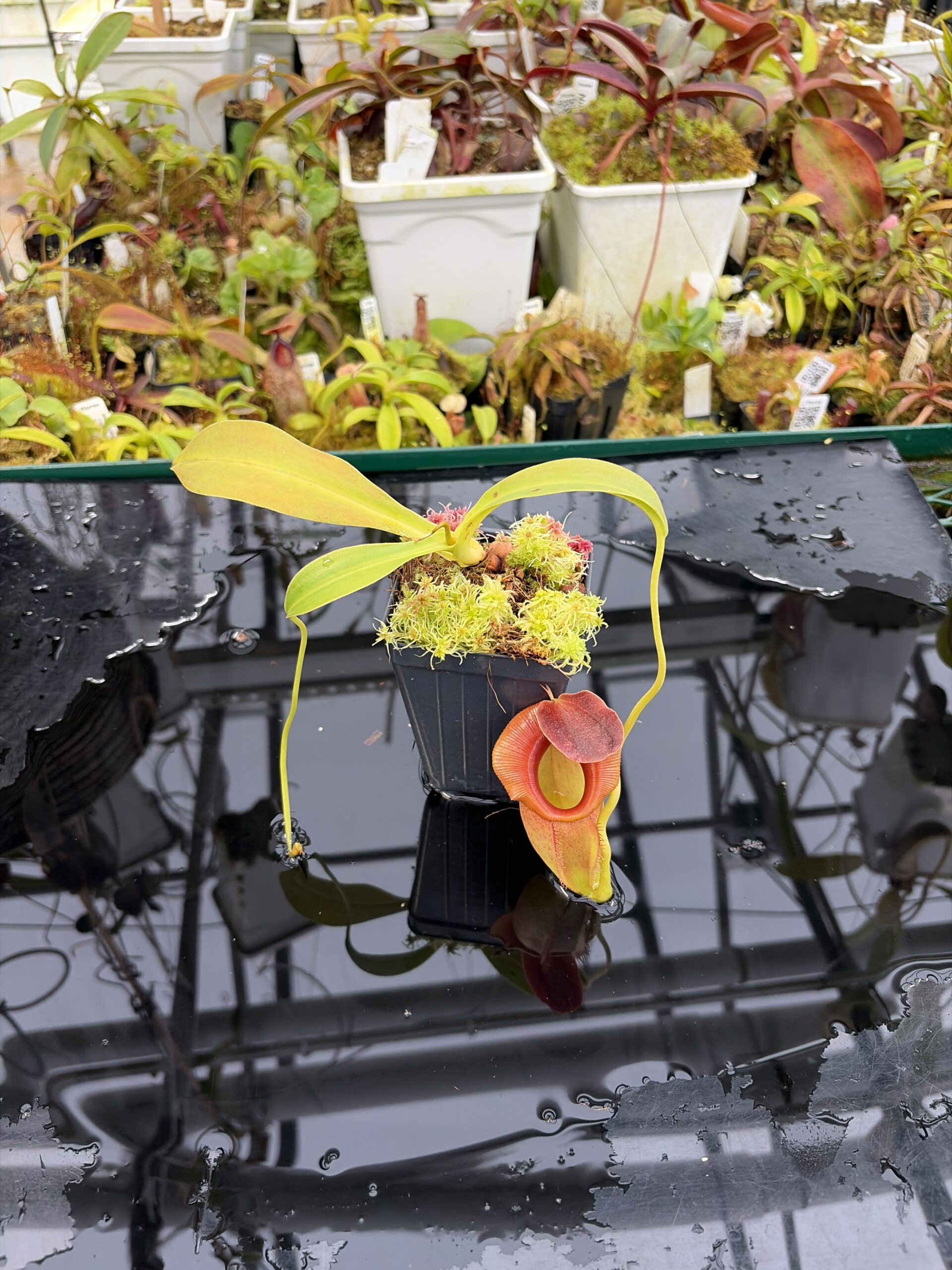 Wide Angle of Nepenthes spathulata x jacquelineae | Borneo Exotics | BE-3883 | H26914