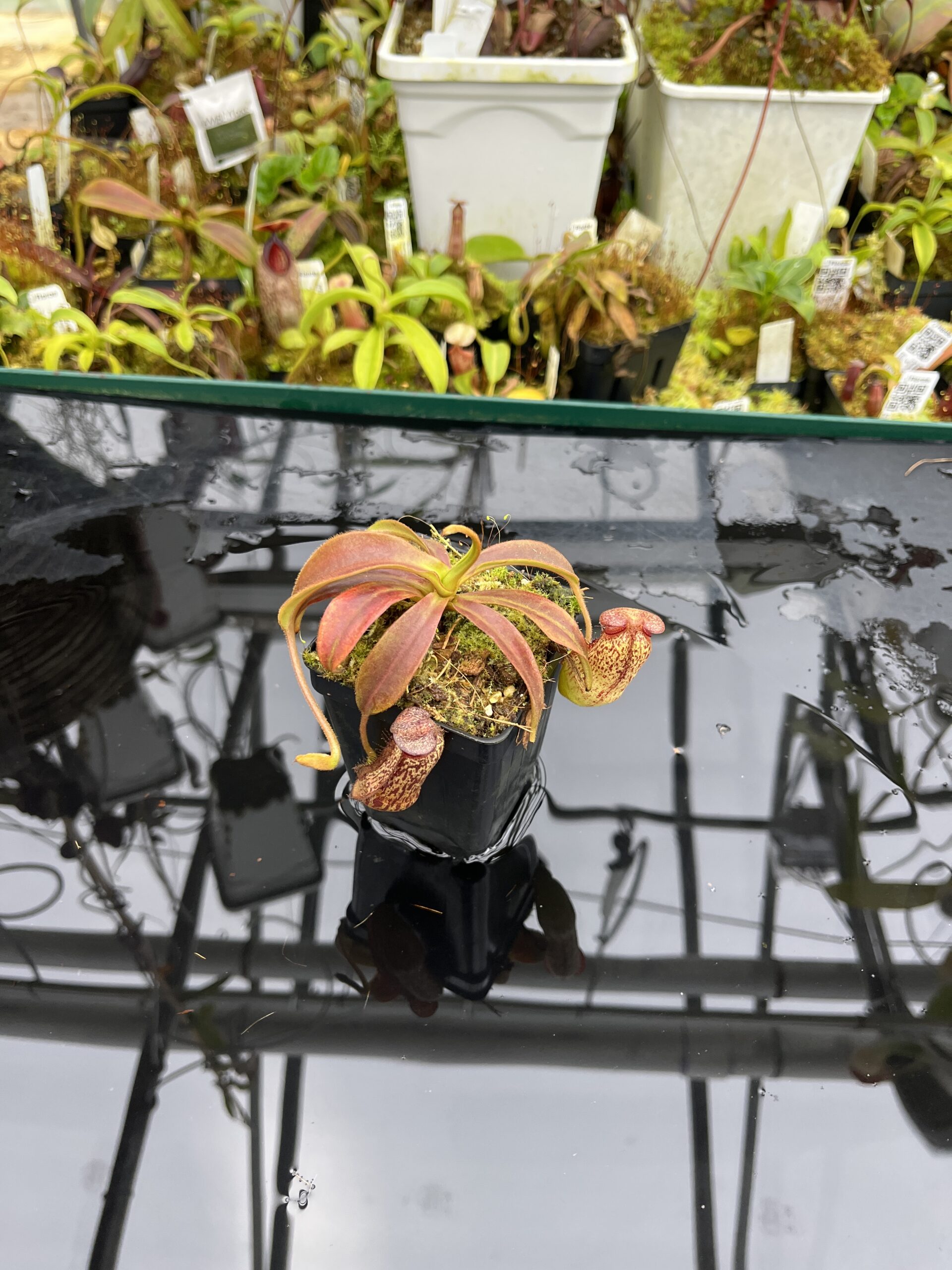 Wide Angle of Nepenthes spectabilis x klossii | Borneo Exotics | BE-4648 | H26807