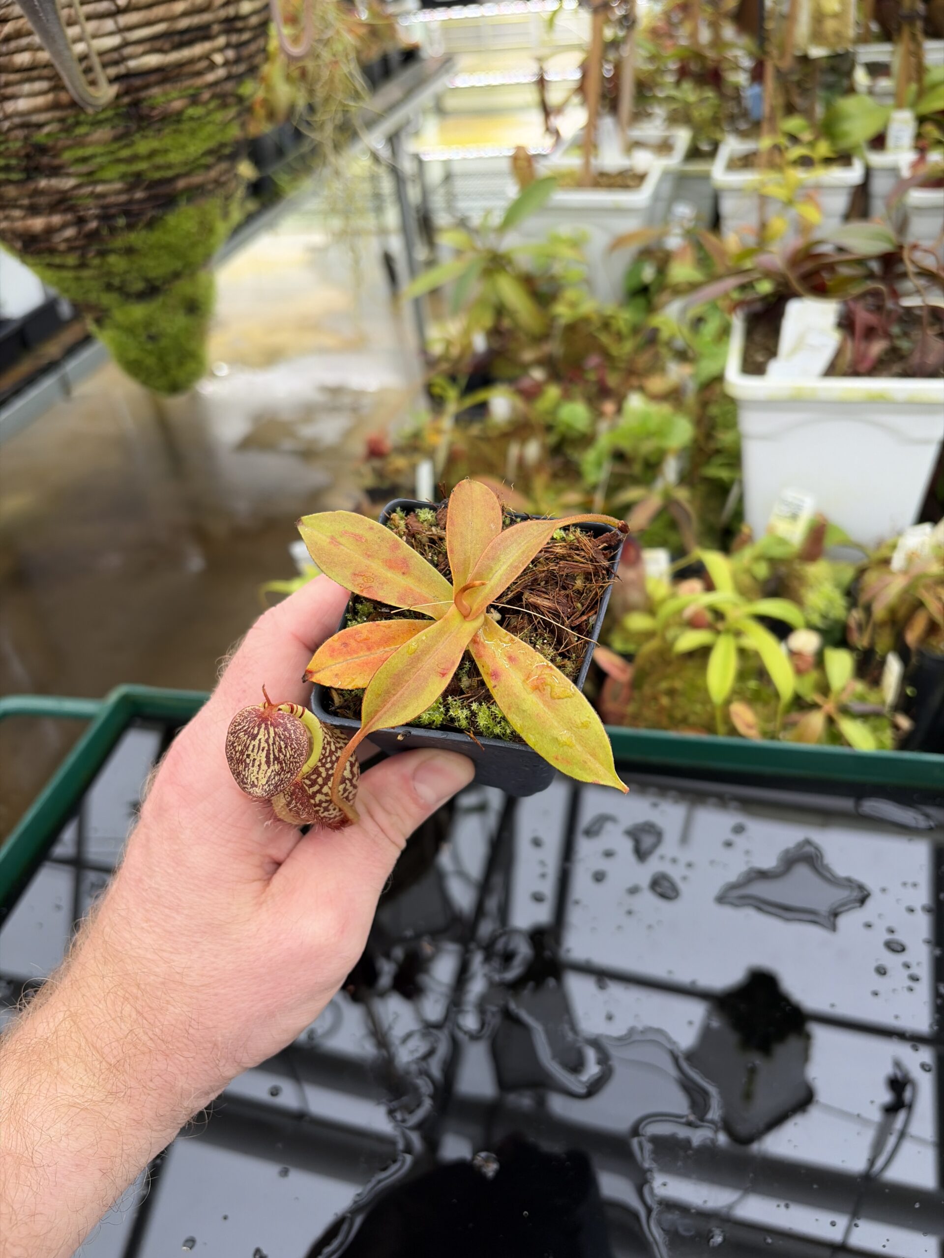 Wide Angle of Nepenthes spectabilis x mira | Borneo Exotics | BE-3181 | H26996