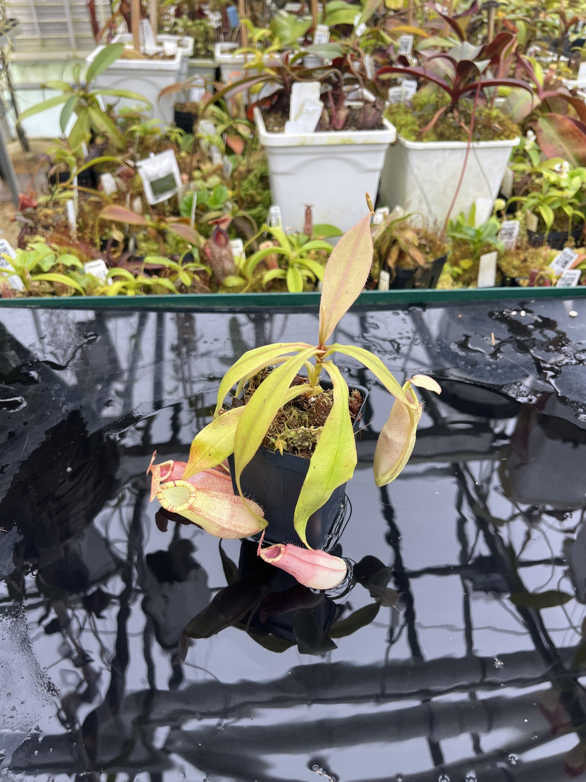 Wide Angle of Nepenthes spectabilis x mirabilis var. globosa | Borneo Exotics | BE-4523 | IN26792