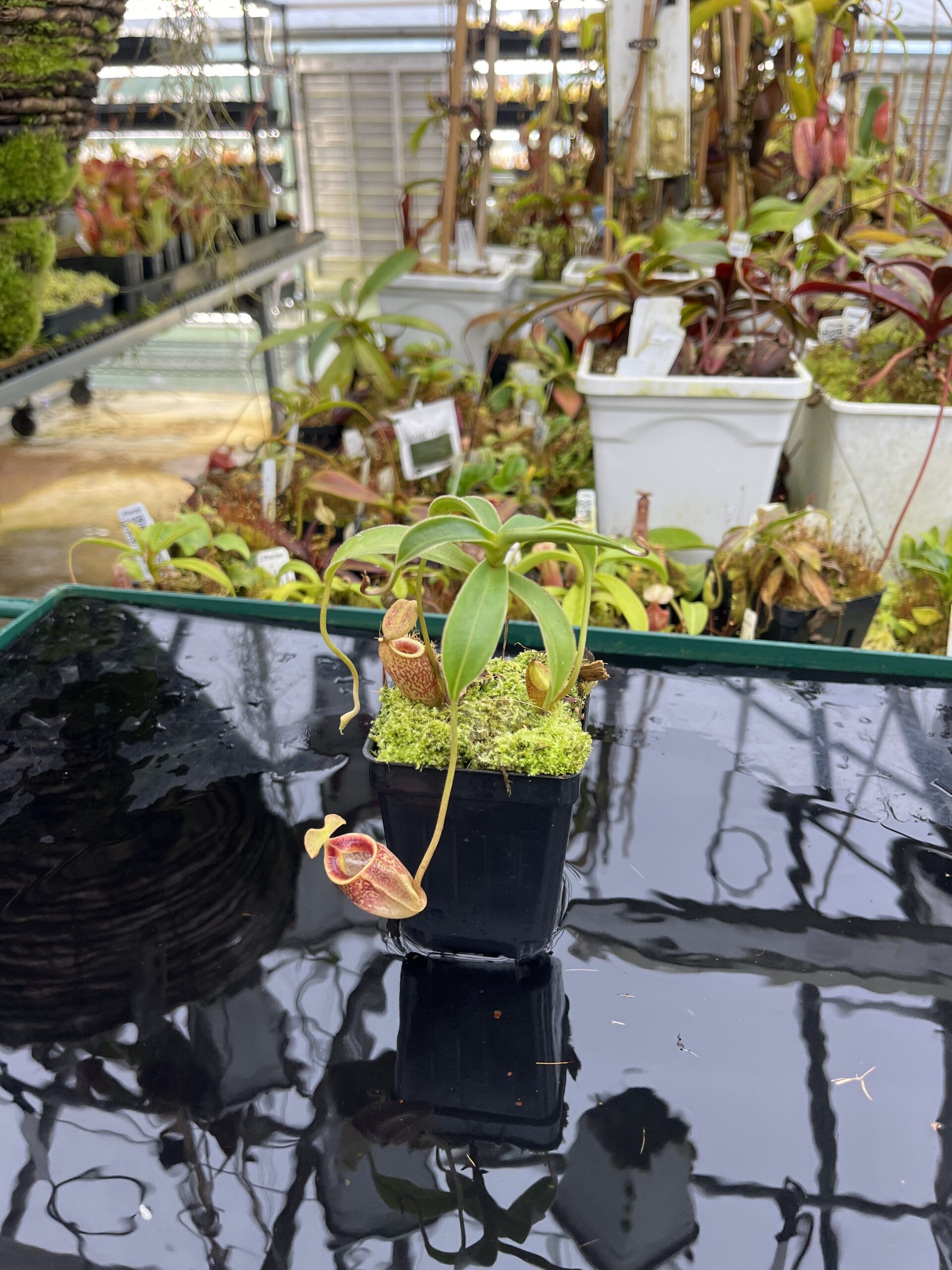 Wide Angle of Nepenthes talangensis | Borneo Exotics | BE-4075 | H26806