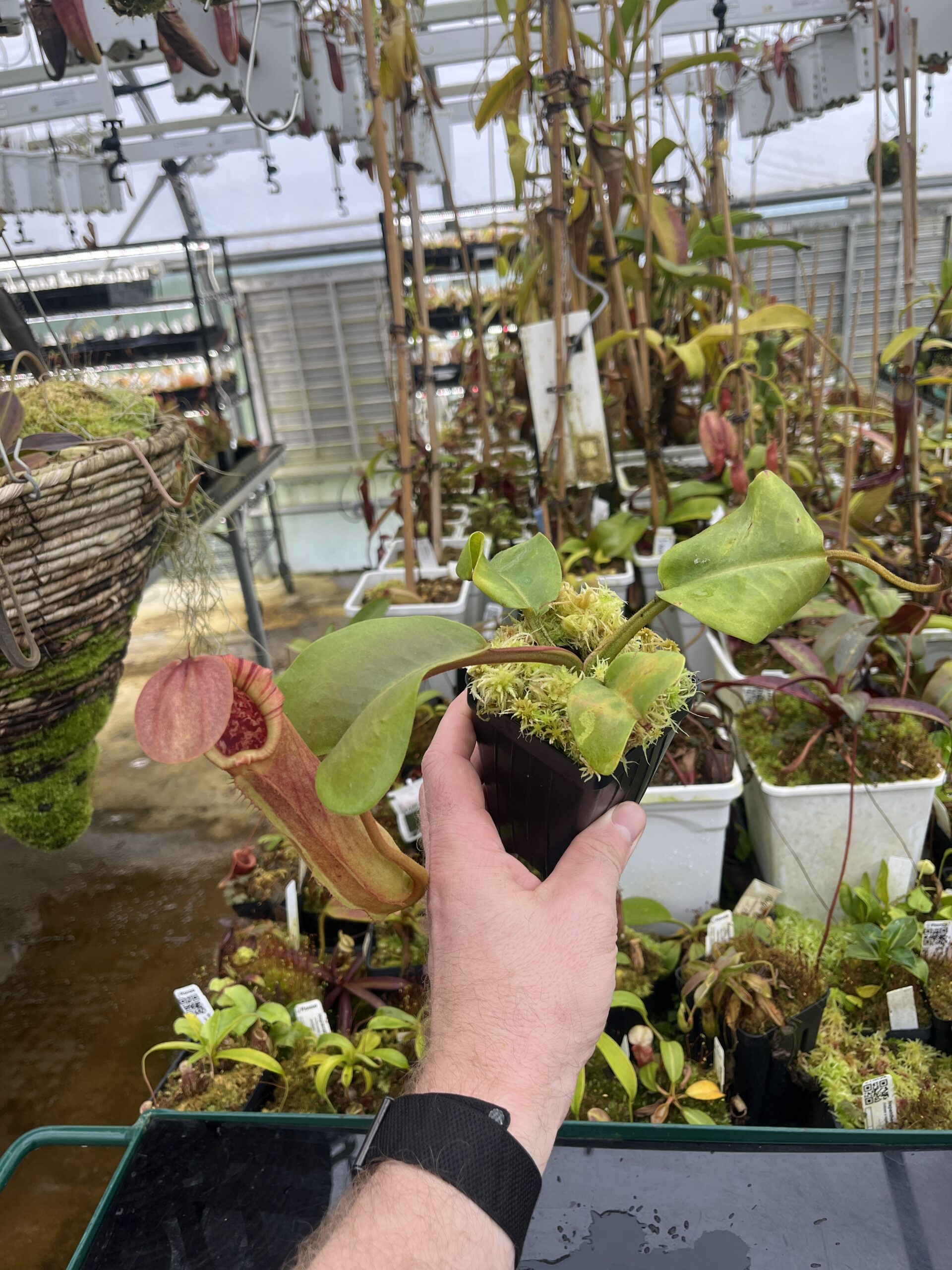 Wide Angle of Nepenthes truncata (Dinagat, Philippines) | Andreas Wistuba | AW-ISC | IN26779