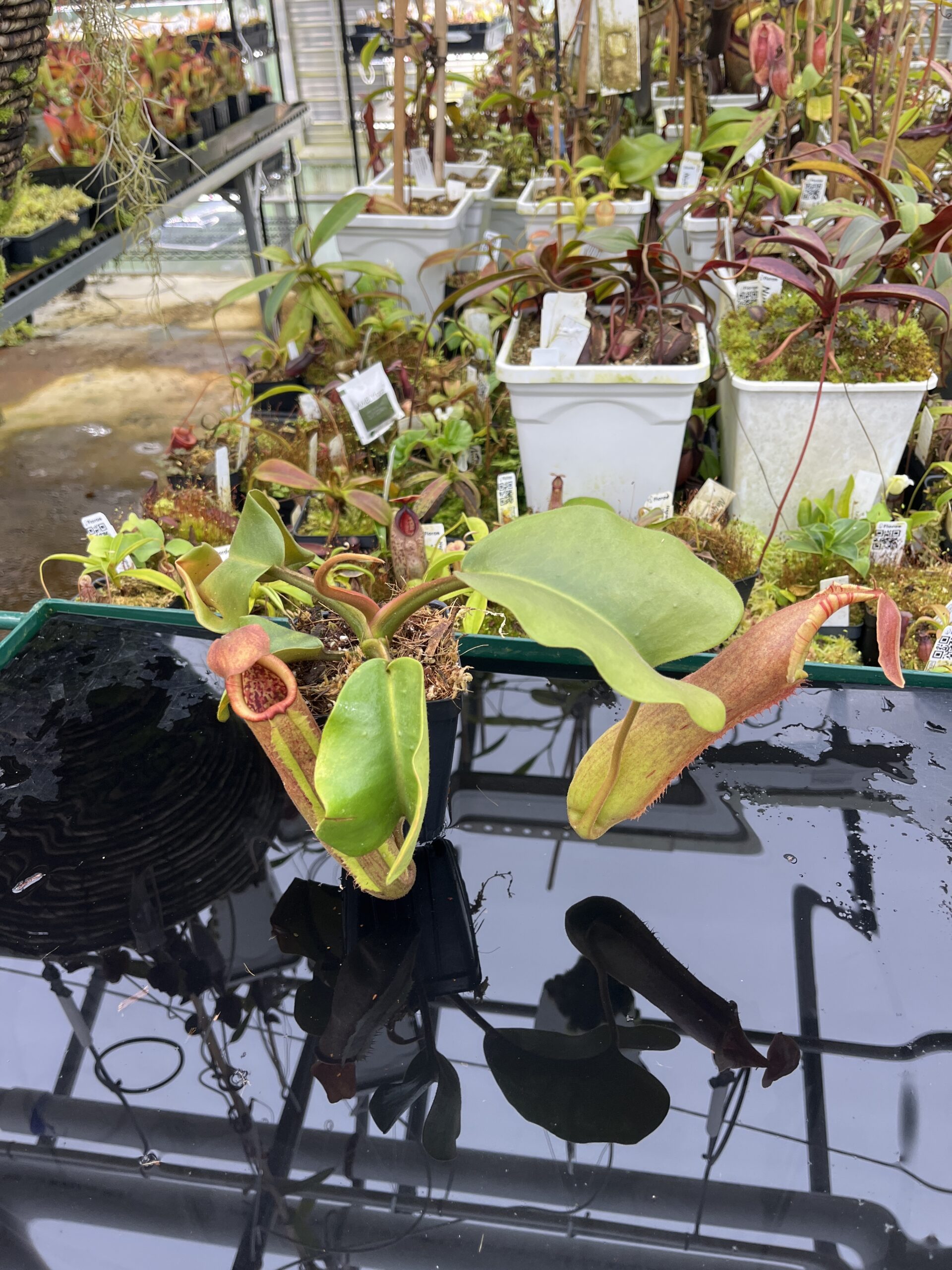 Wide Angle of Nepenthes truncata (Dinagat, Philippines) | Andreas Wistuba | AW-ISC | IN26845