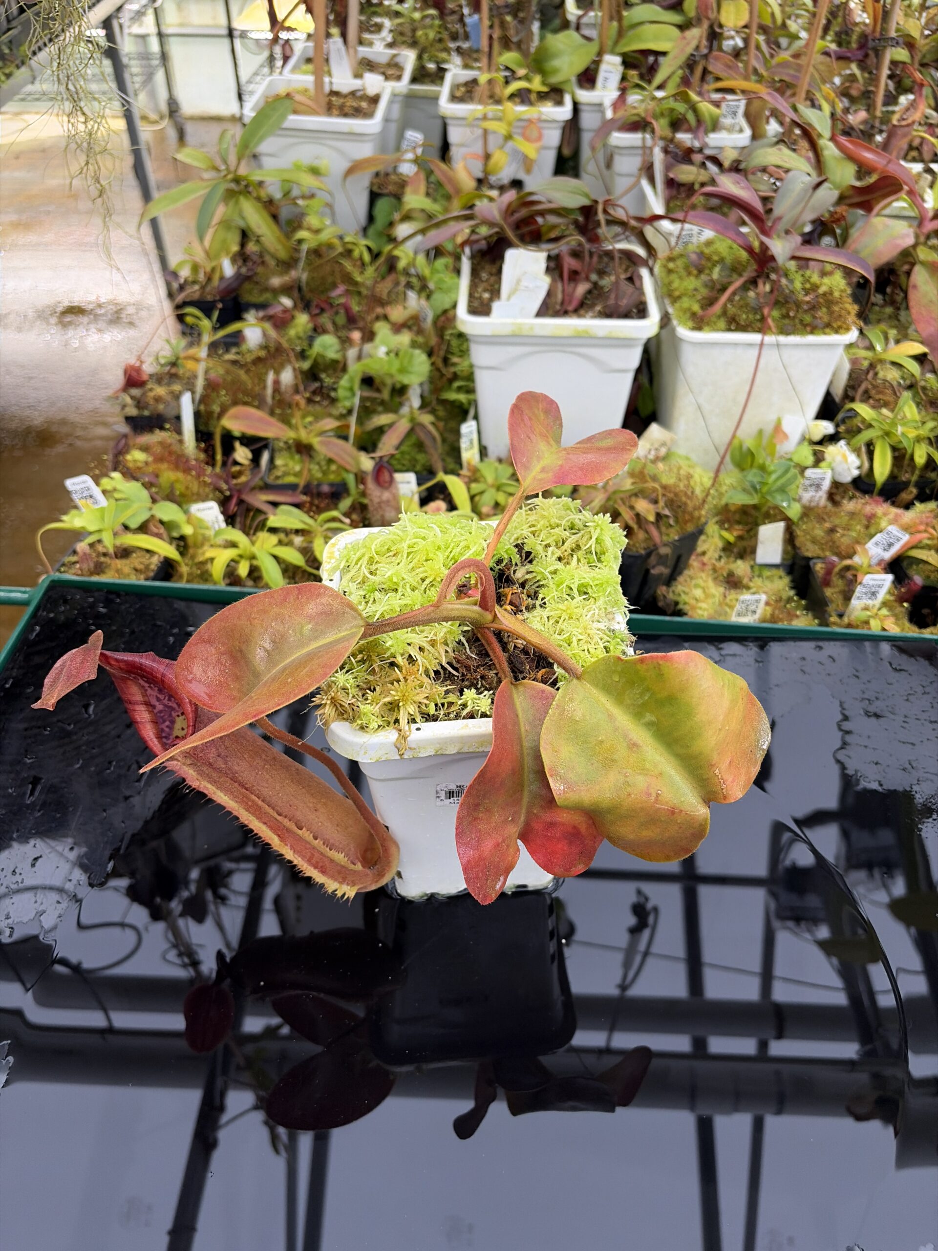 Wide Angle of Nepenthes truncata (Dinagat, Philippines) | Andreas Wistuba | AW-ISC | IN26904