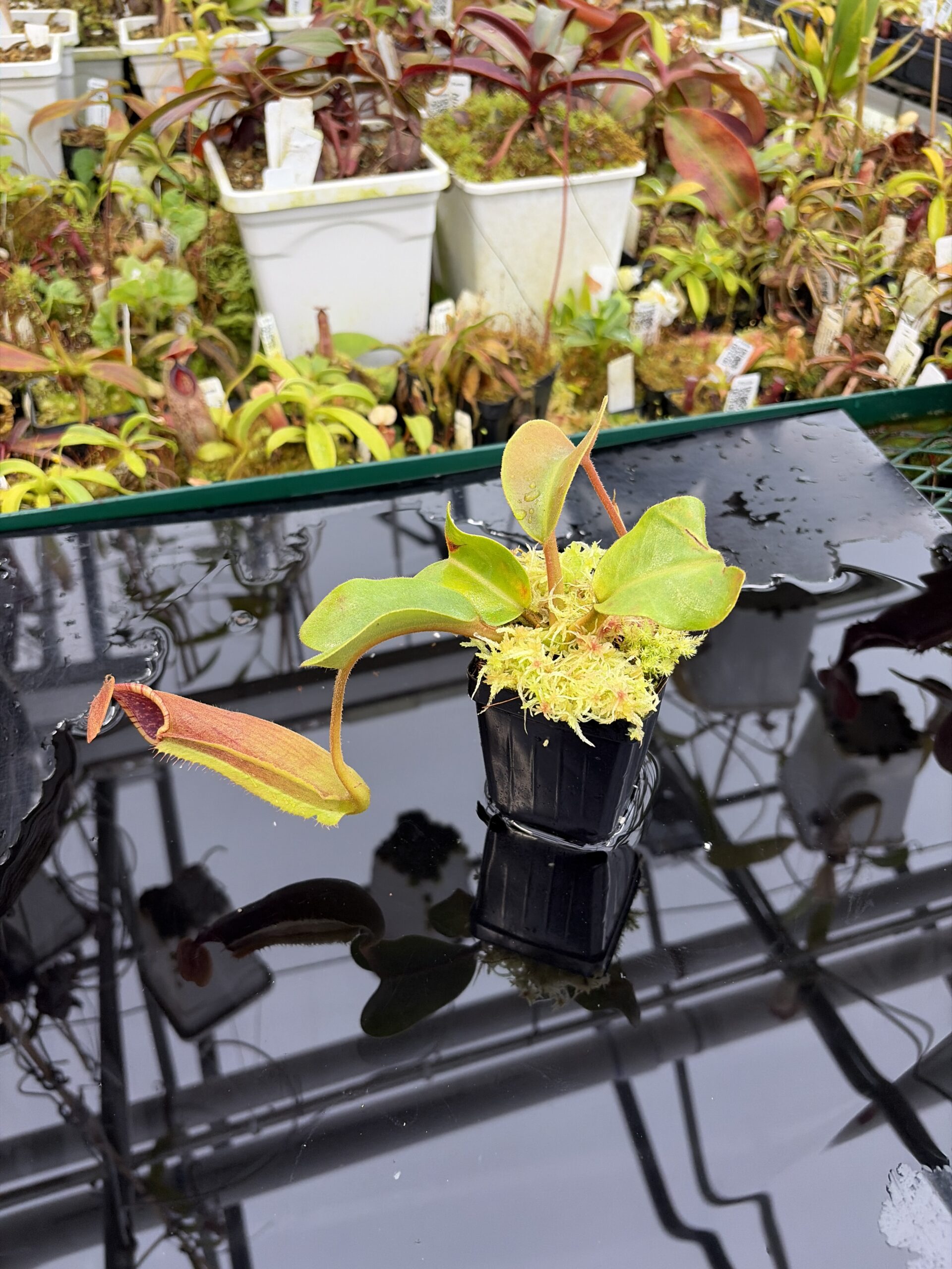 Wide Angle of Nepenthes truncata G (Mindanao, Philippines) | Andreas Wistuba | AW-ISC | IN26907