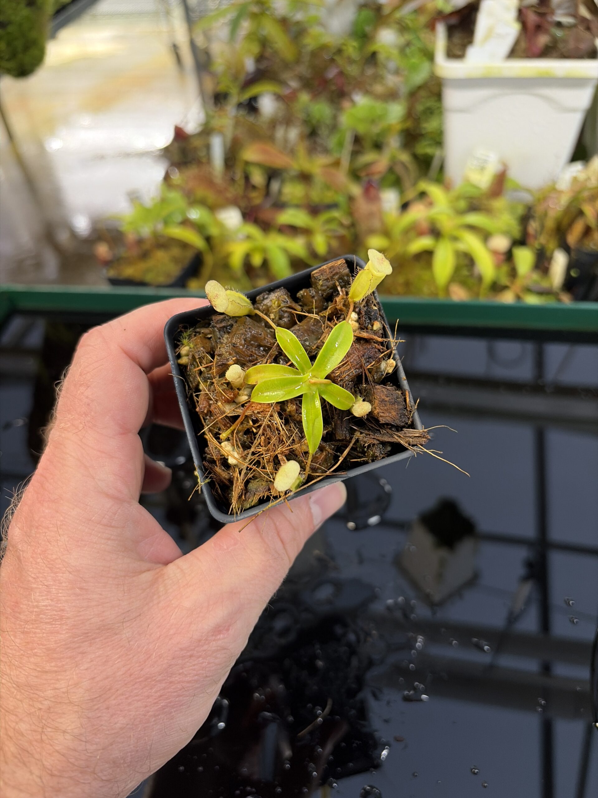 Wide Angle of Nepenthes ulukaliana Genting HL | Assorted Clones | Florae Collaborative | FC-369 | IN26975