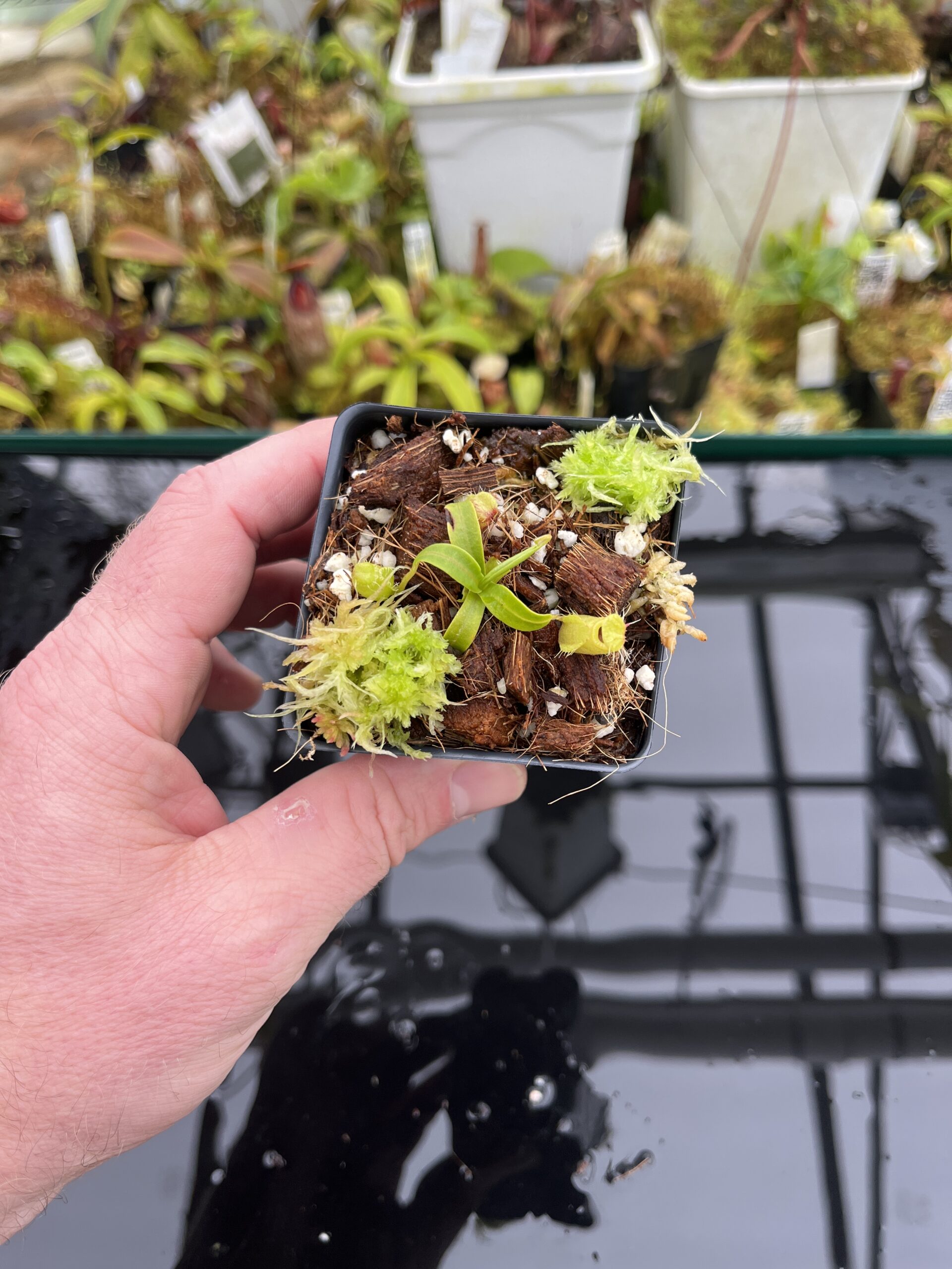 Wide Angle of Nepenthes undulatifolia | Florae Collaborative | FC-203.IC | H26902
