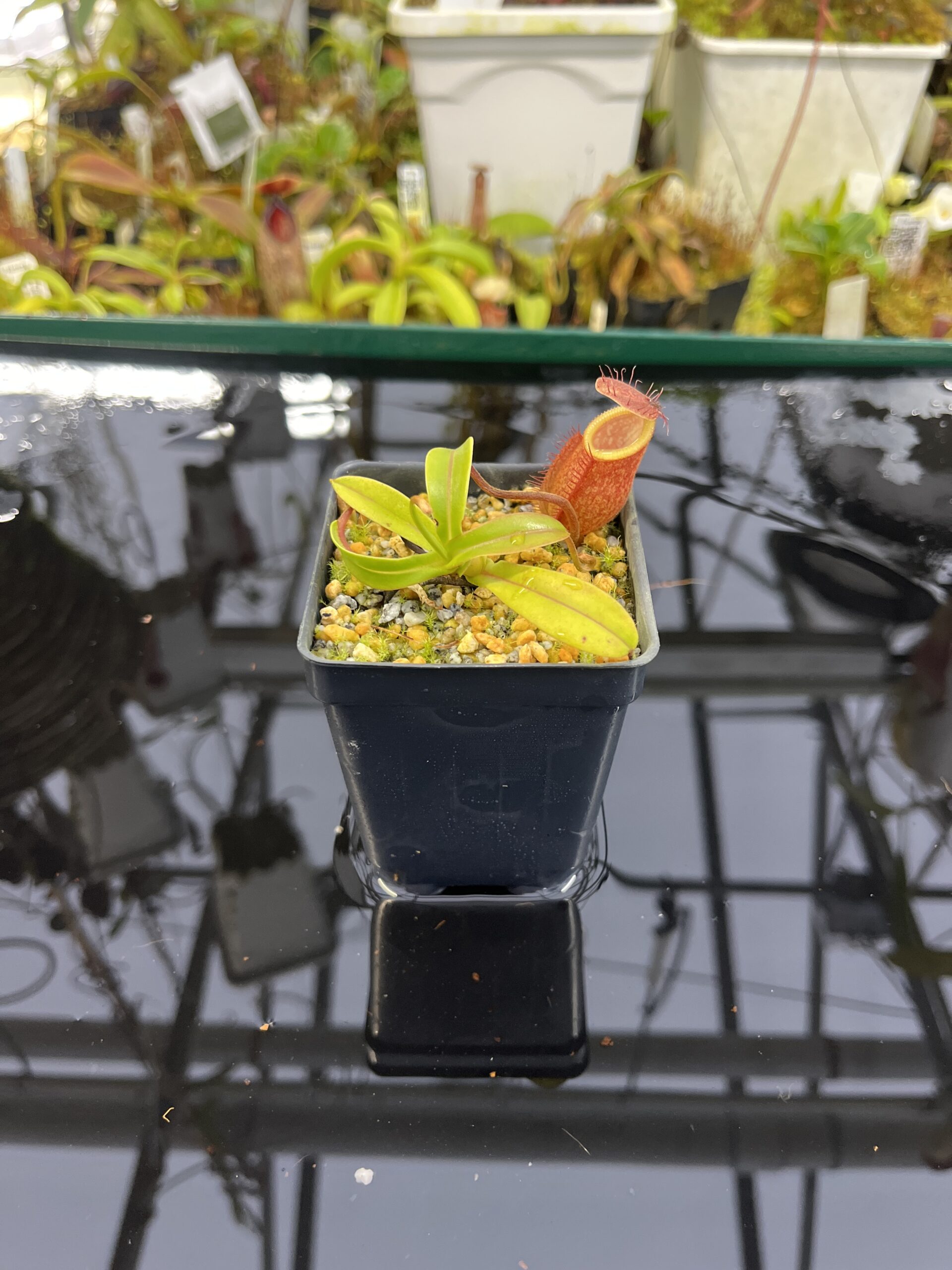 Wide Angle of Nepenthes undulatifolia x edwardsiana | Andreas Wistuba | AW-ISC | H26879