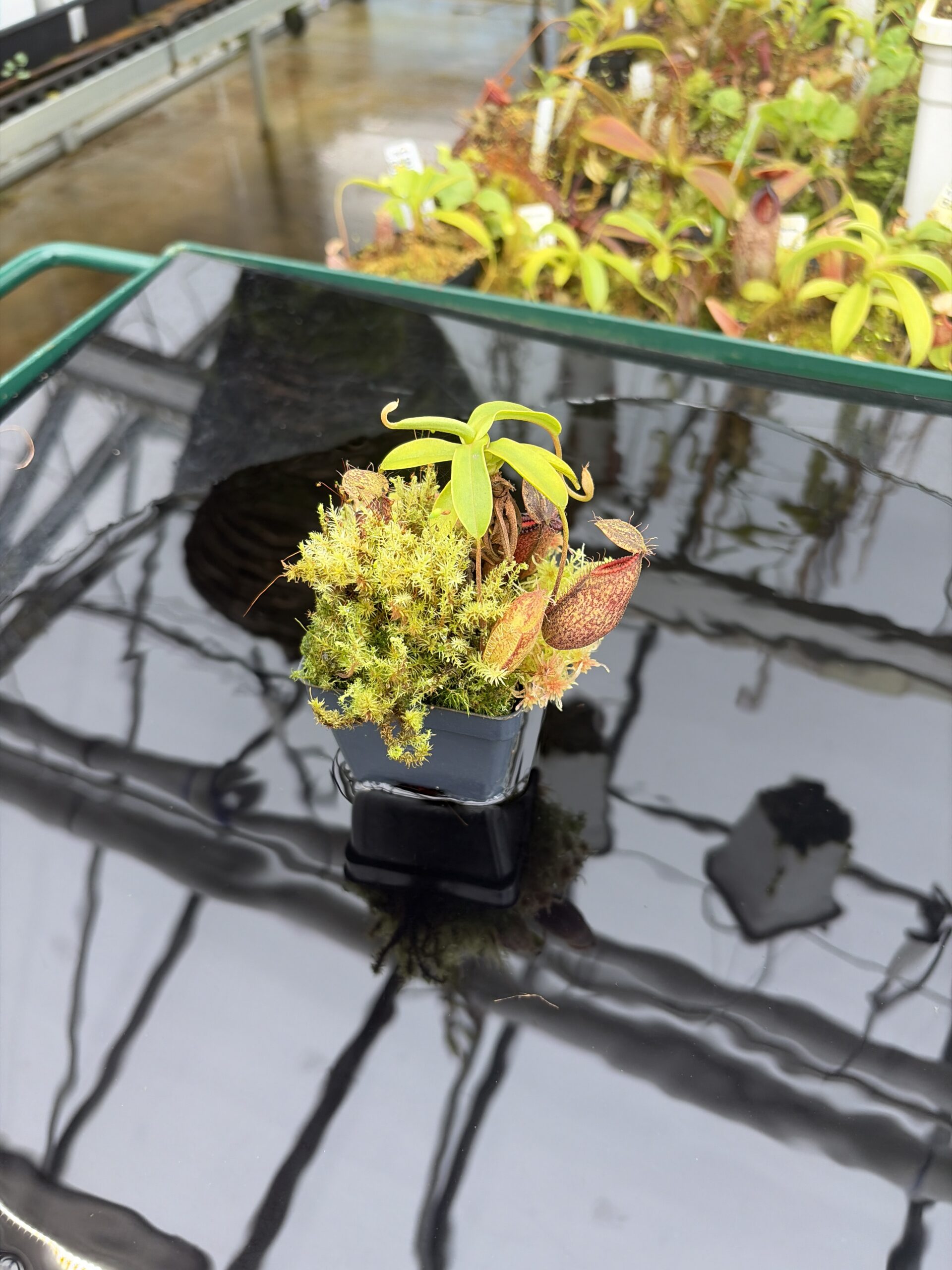 Wide Angle of Nepenthes undulatifolia x hamata | Andreas Wistuba | AW-01 | H26932