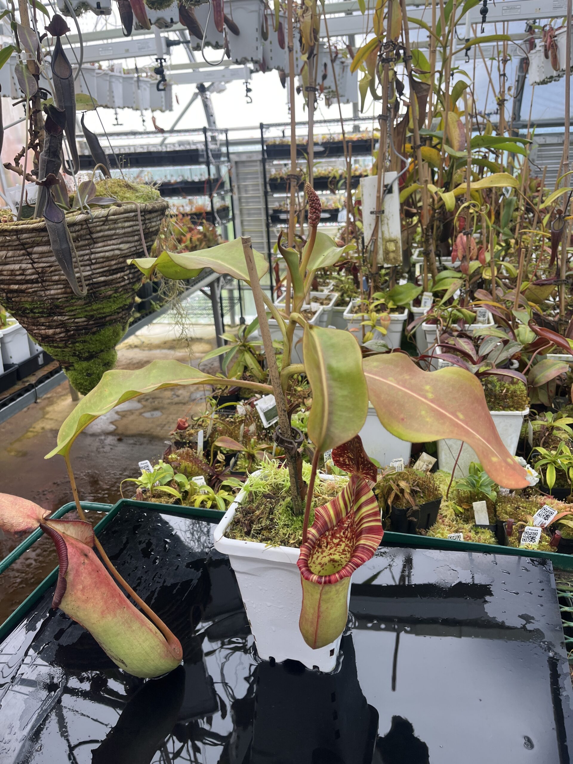 Wide Angle of Nepenthes veitchii x lowii | Borneo Exotics | BE-4508 | IN26891