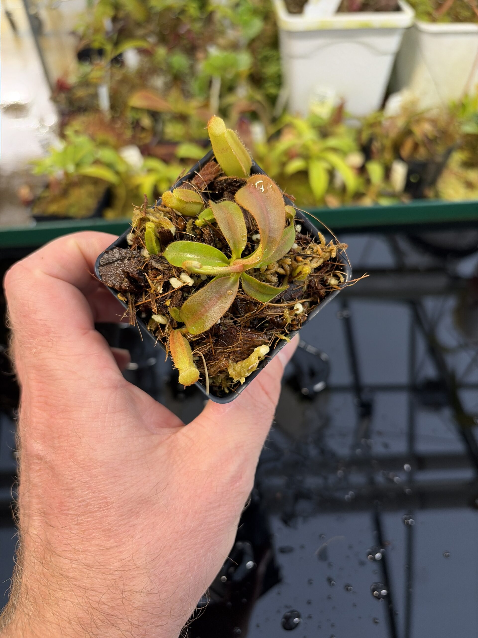 Wide Angle of Nepenthes (veitchii x lowii) x (spathulata x campanulata) | Florae | Clone 3 | Florae Collaborative | FC-208.03 | IN26971