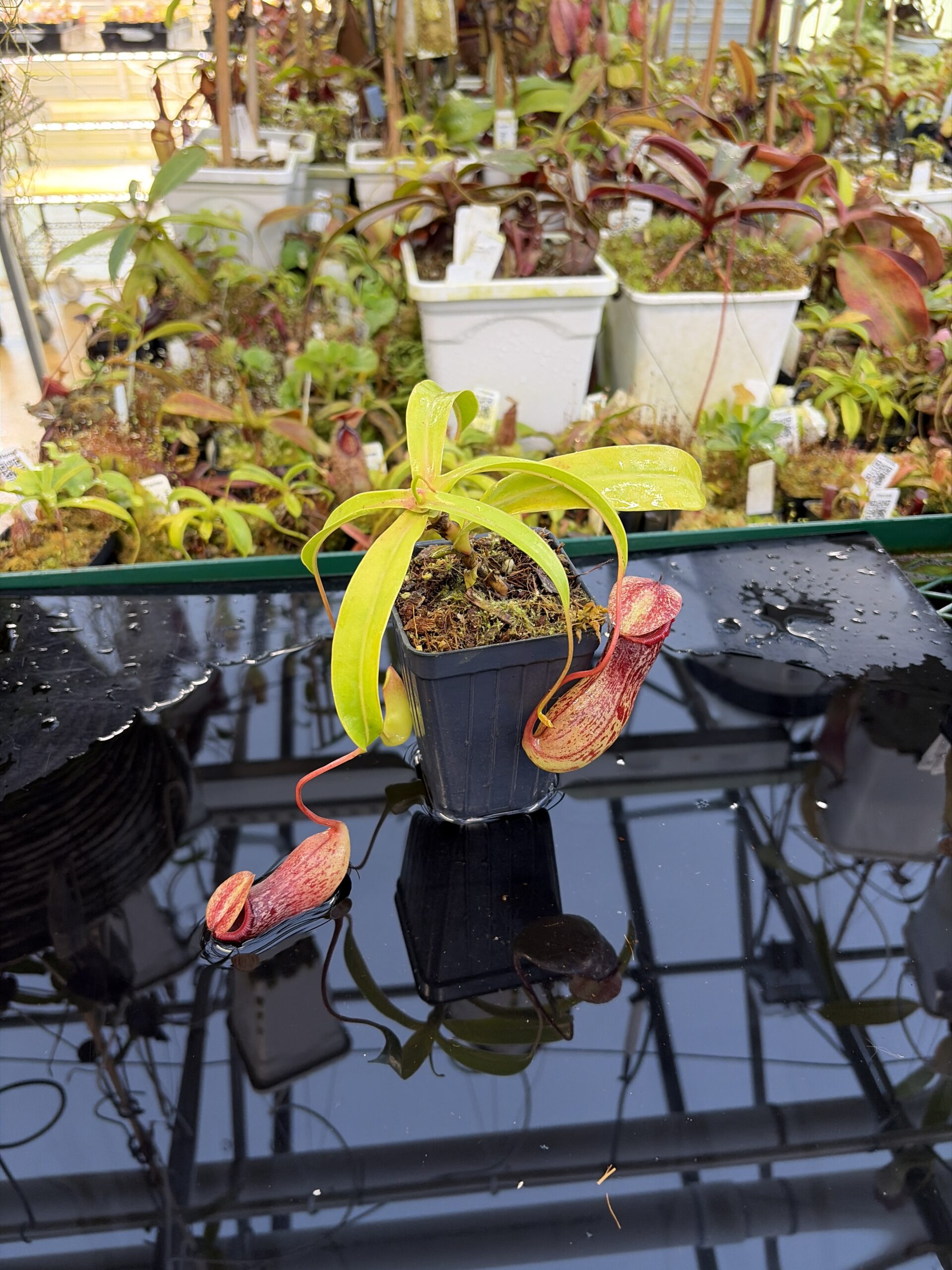 Wide Angle of Nepenthes ventricosa Madja-as | Borneo Exotics | BE-3278 | IN26940