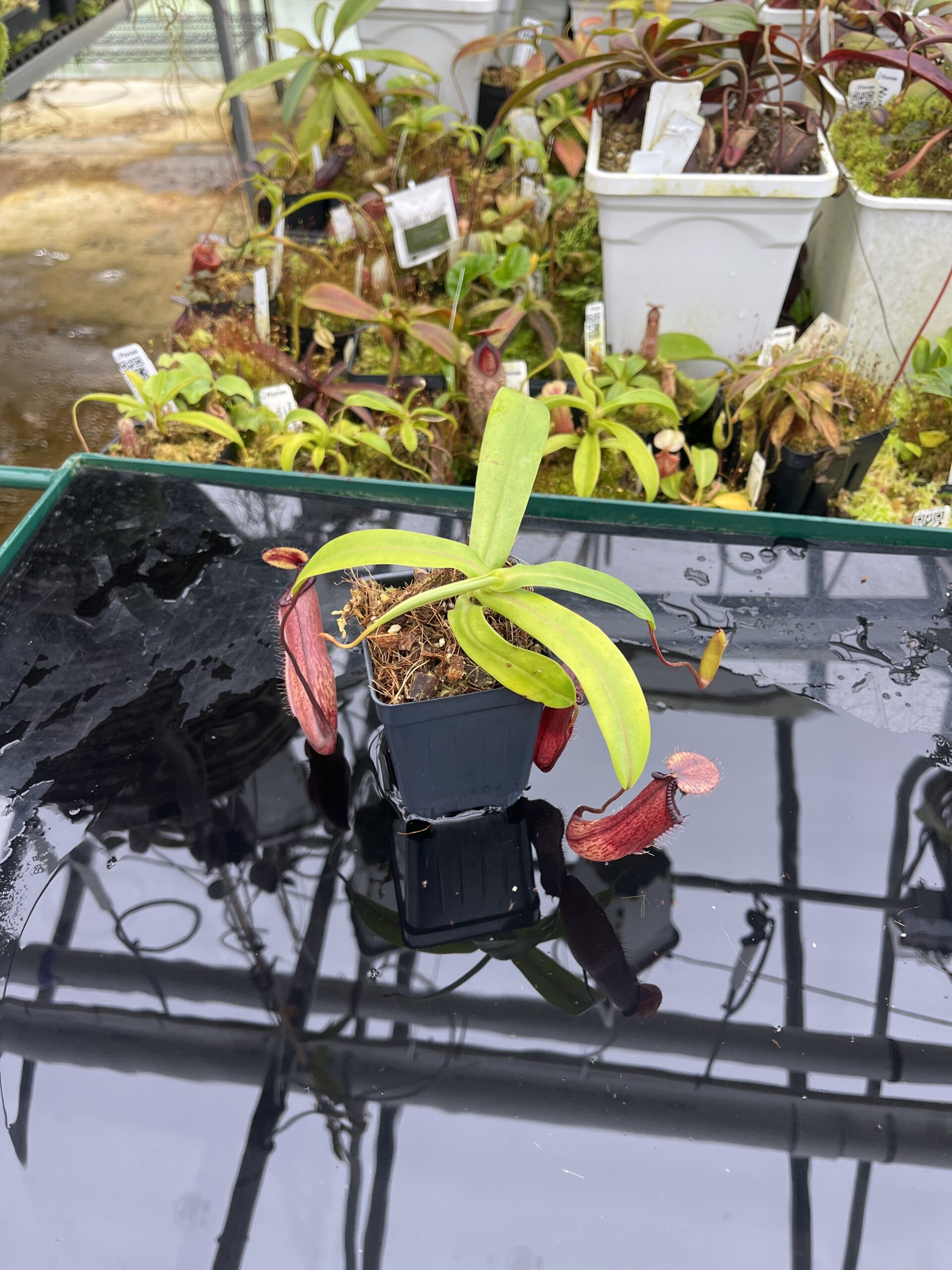 Wide Angle of Nepenthes ventricosa x hamata | Borneo Exotics | BE-3672 | IN26790