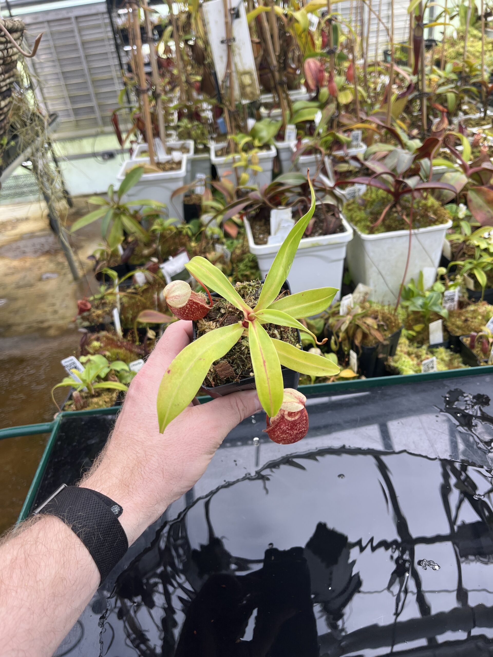 Wide Angle of Nepenthes ventricosa x rafflesiana | Borneo Exotics | BE-3733 | IN26784
