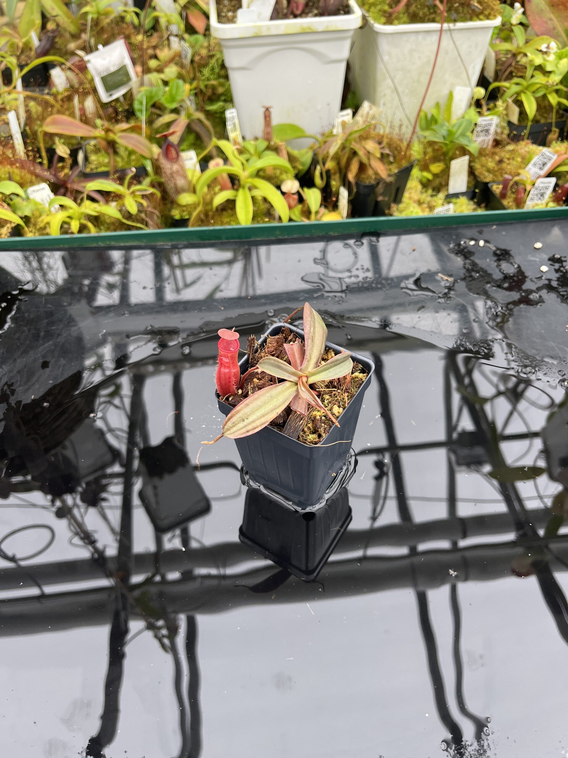 Wide Angle of Nepenthes vieillardii | Borneo Exotics | BE-3224 | L26797