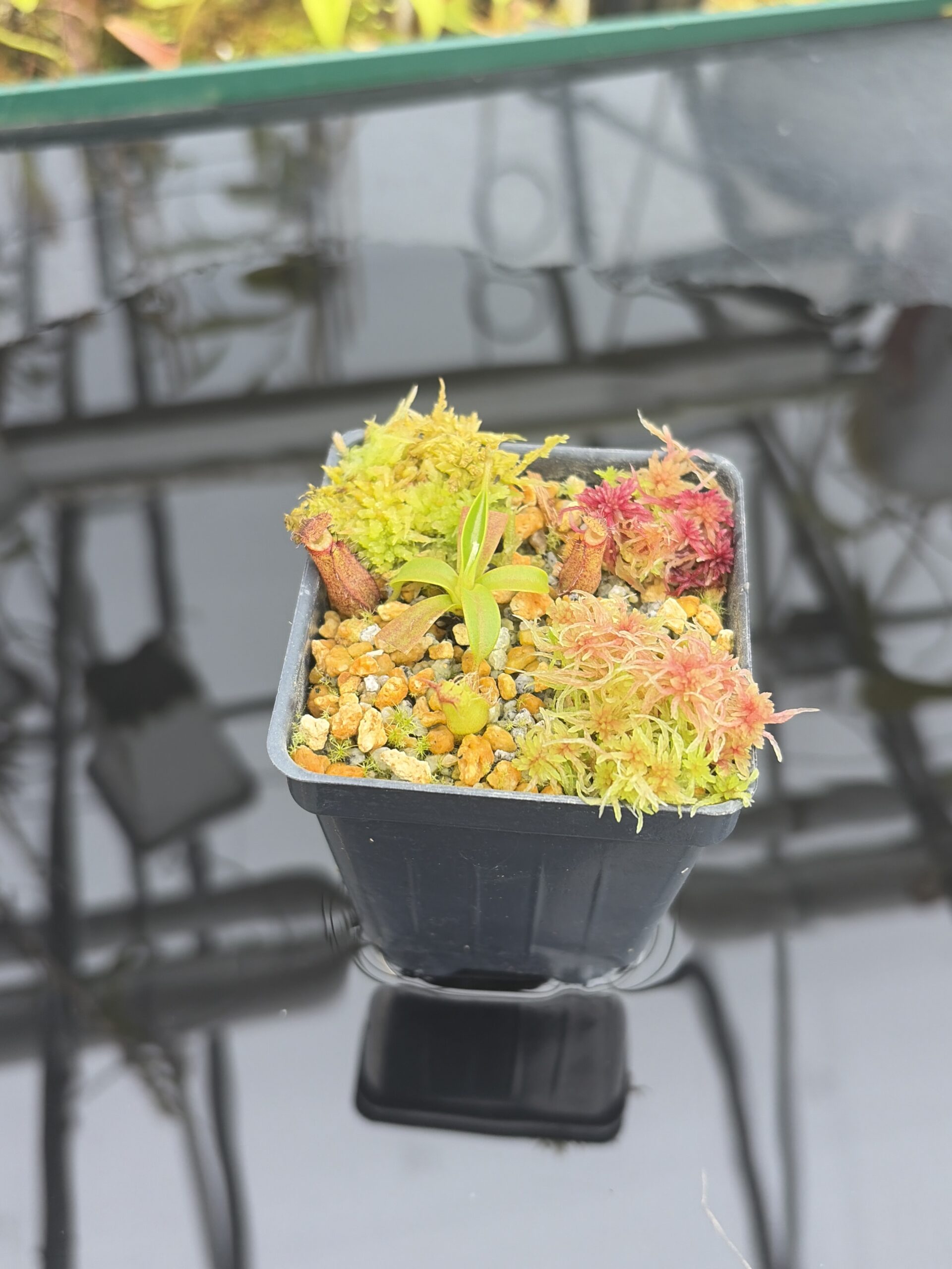 Wide Angle of Nepenthes villosa x edwardsiana | Clone 1 | Jeremiah Harris | JH-322.01 | H26933