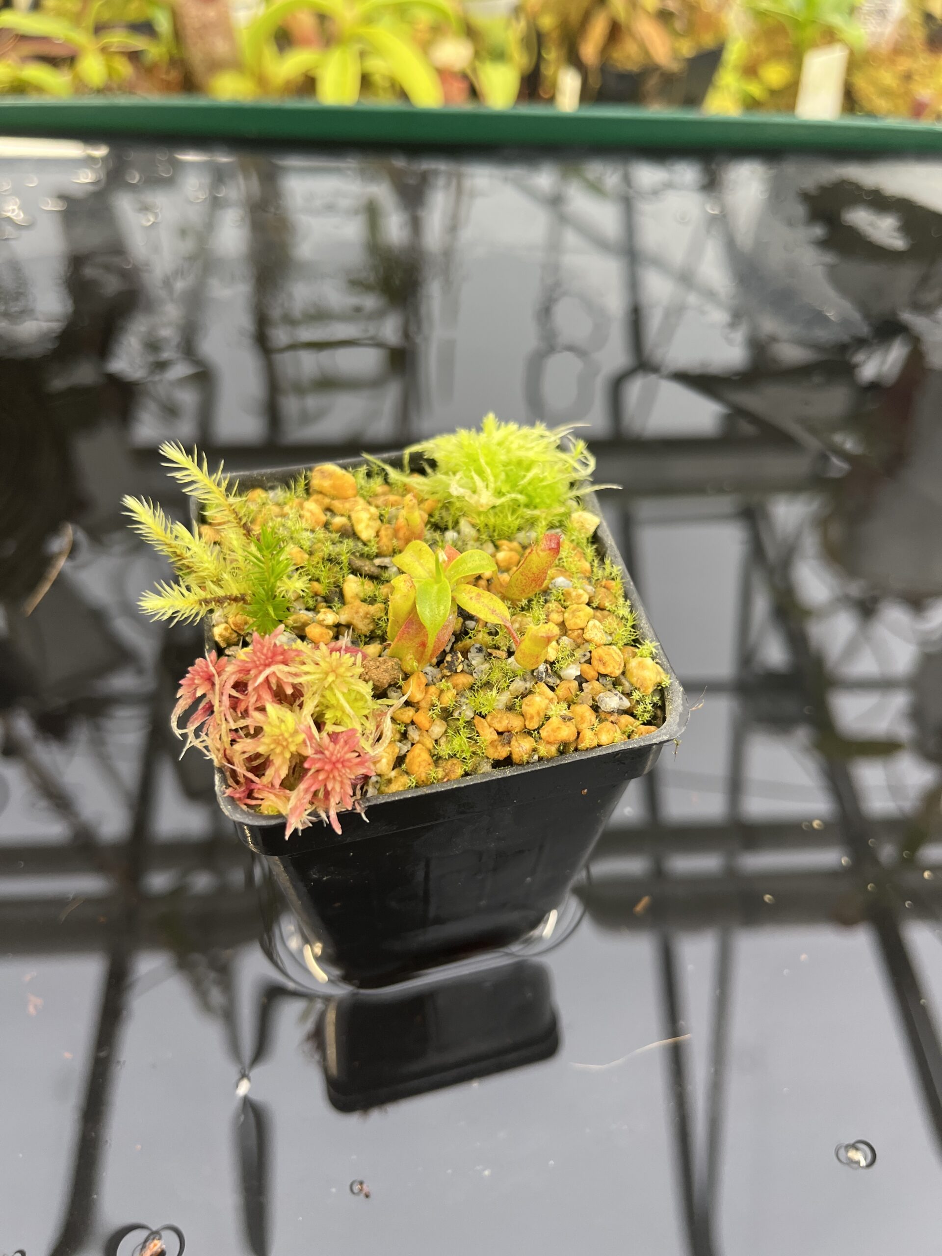 Wide Angle of Nepenthes villosa x edwardsiana | Clone 7 | Jeremiah Harris | JH-322.07 | H26821