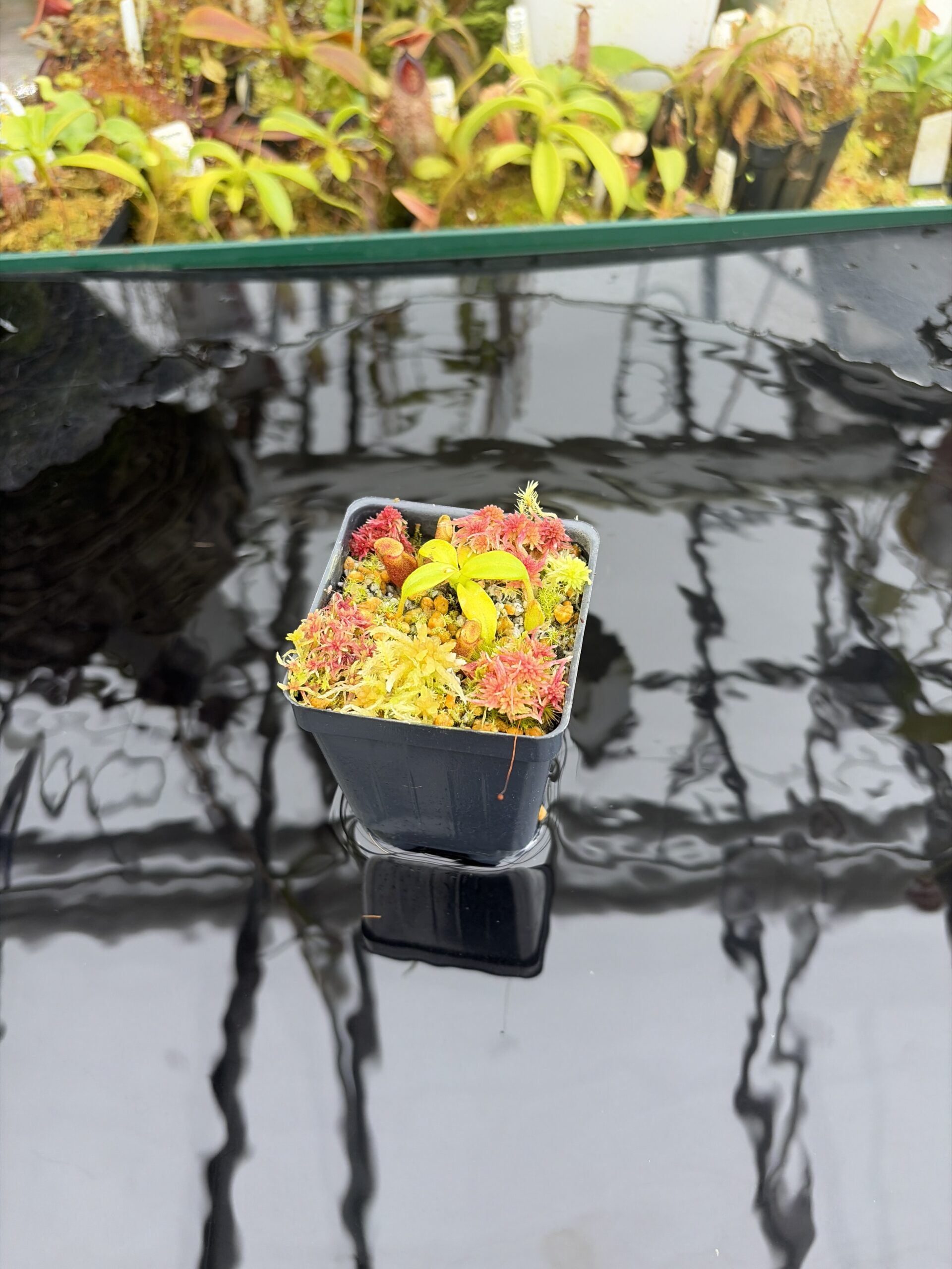 Wide Angle of Nepenthes villosa x macrophylla | Andreas Wistuba | AW-01 | H26922