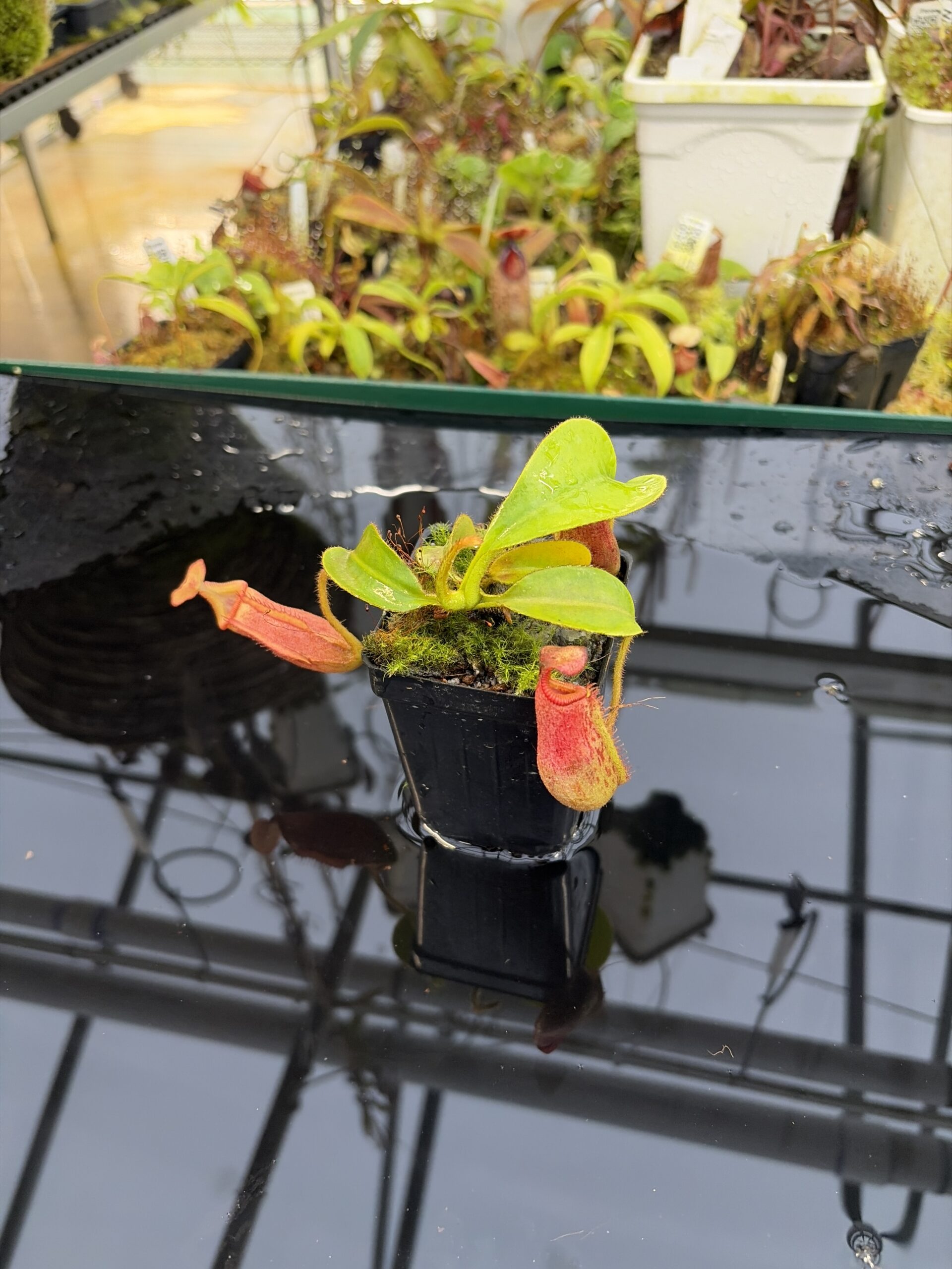 Wide Angle of Nepenthes villosa x veitchii | Borneo Exotics | BE-4016 | IN26950