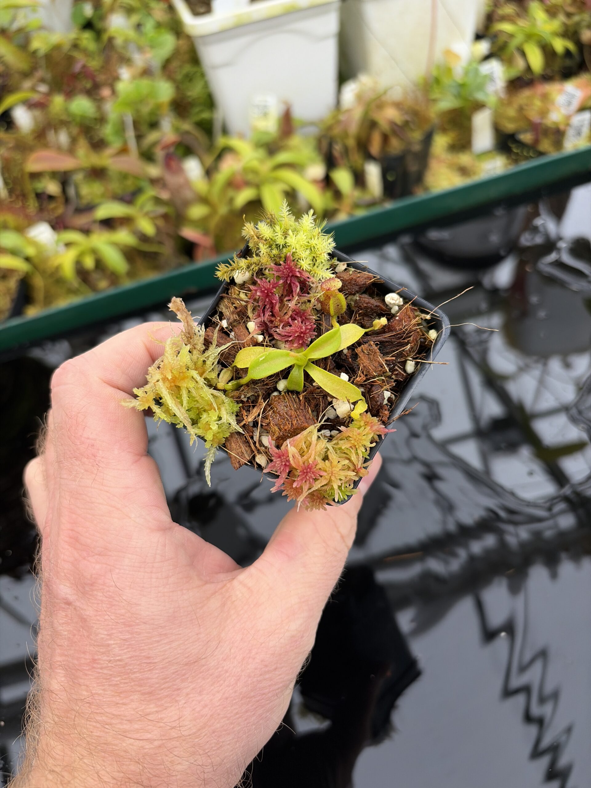 Wide Angle of Nepenthes xtrusmadiensis | Florae Collaborative | FC-144.01 | H26989