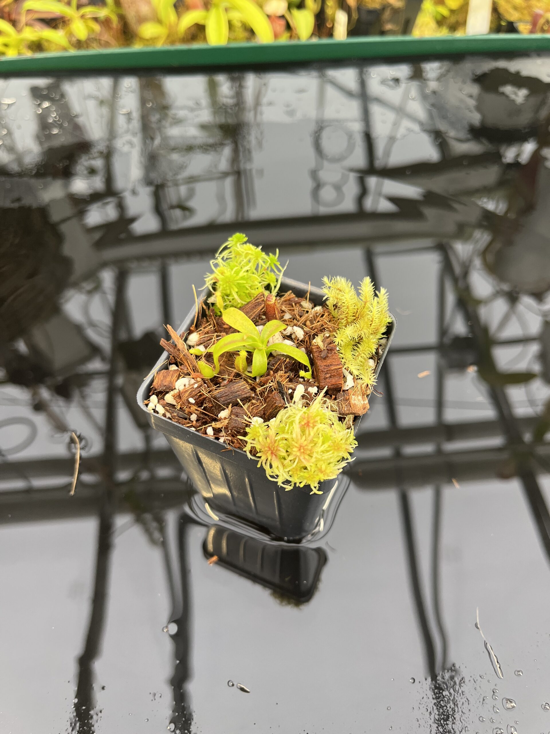 Wide Angle of Nepenthes xtrusmadiensis | Florae Collaborative | FC-144.02 | H26819