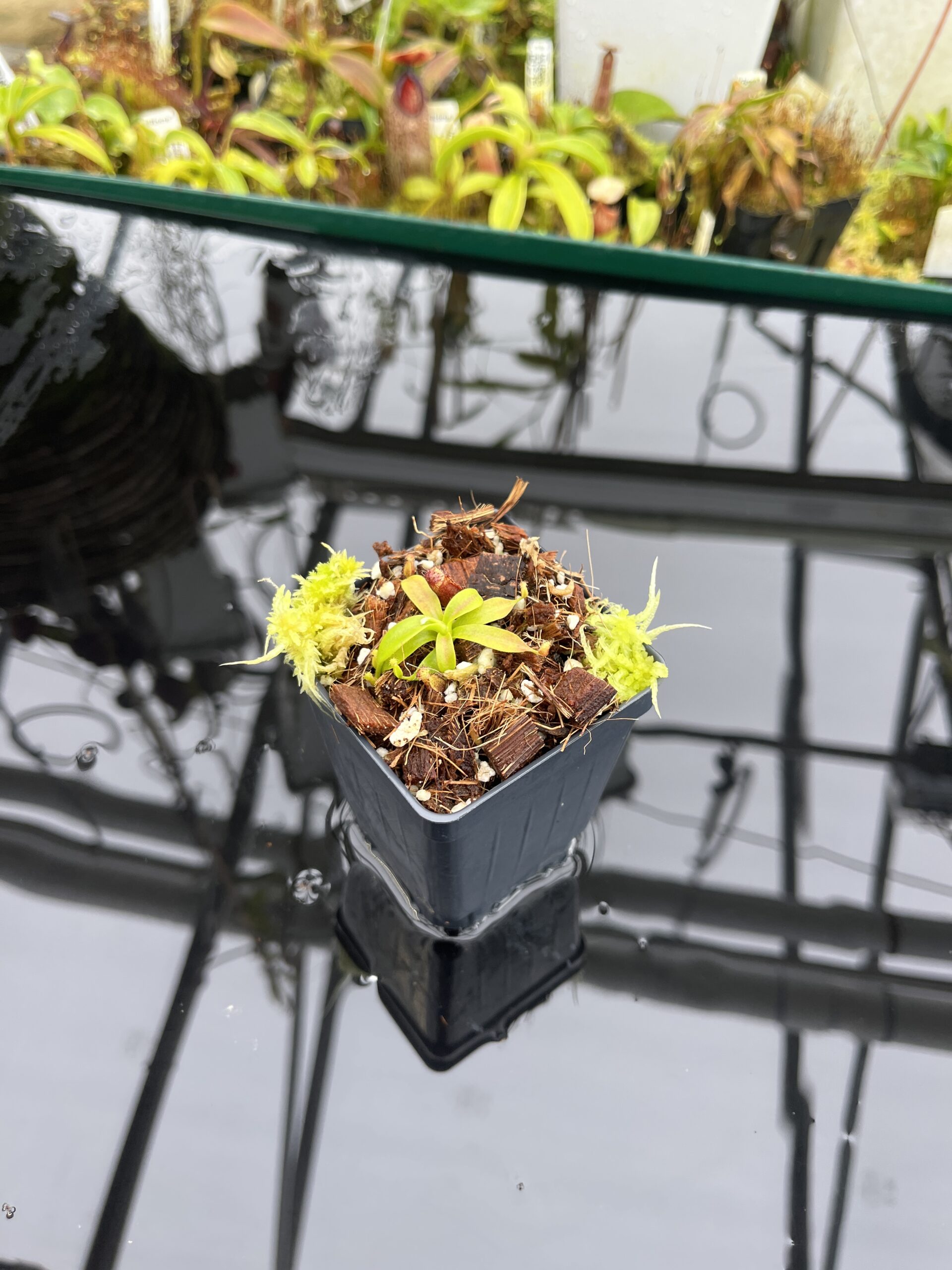 Wide Angle of Nepenthes xtrusmadiensis | Florae Collaborative | FC-144.02 | H26900