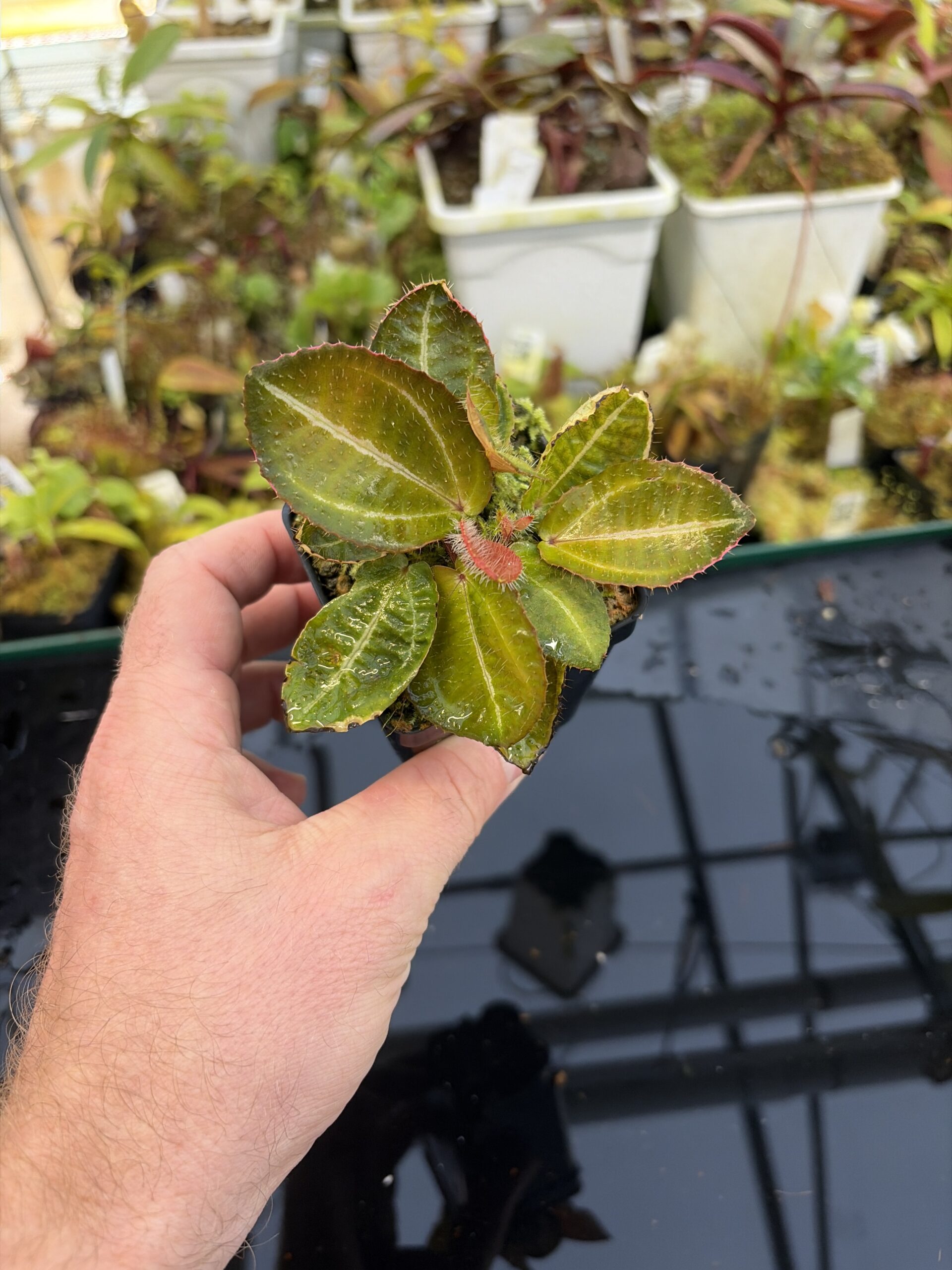 Wide Angle of Phyllagathis sp (Indonesia) | Florae Collaborative | | IN26947