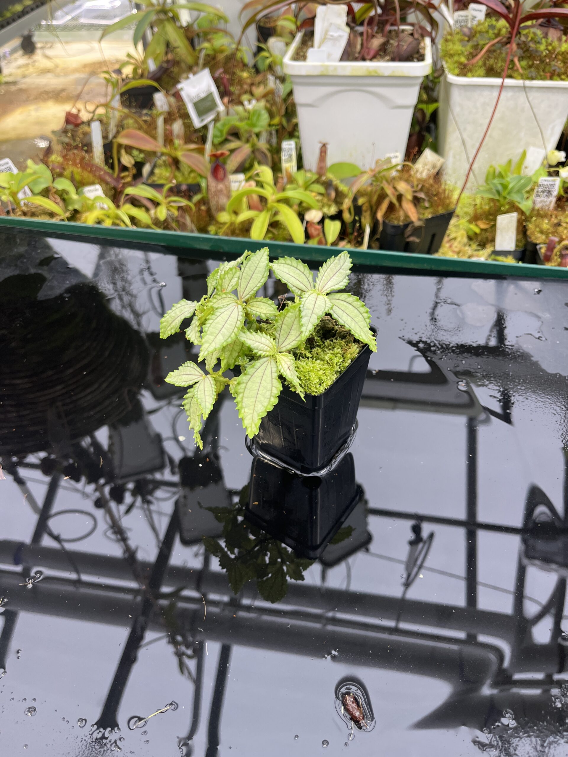 Wide Angle of Pilea sp (South America, Ecuador) | Florae Collaborative | | IN26849