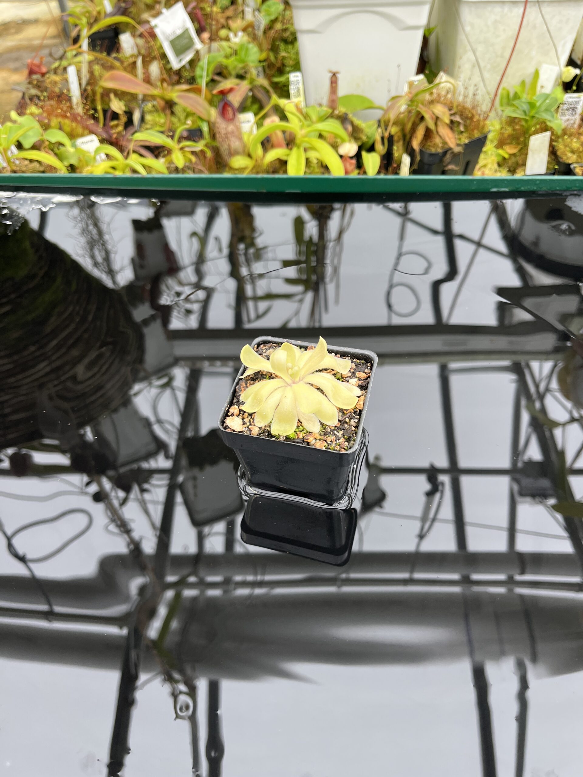 Wide Angle of Pinguicula gypsicola x hemiepiphytica | Best Carnivorous Plants | BCP-1803 | IN26837