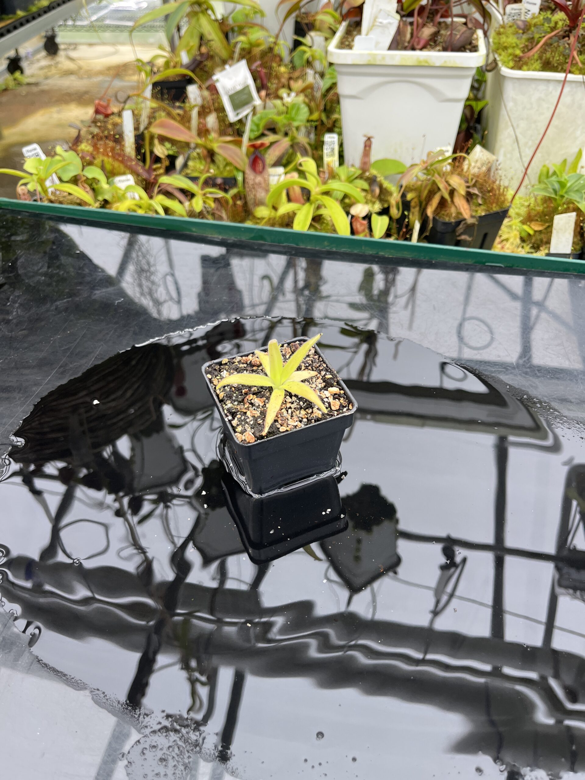 Wide Angle of Pinguicula (heterophylla x medusina) x gigantea {white flower} | Best Carnivorous Plants | BCP-680 | IN26840