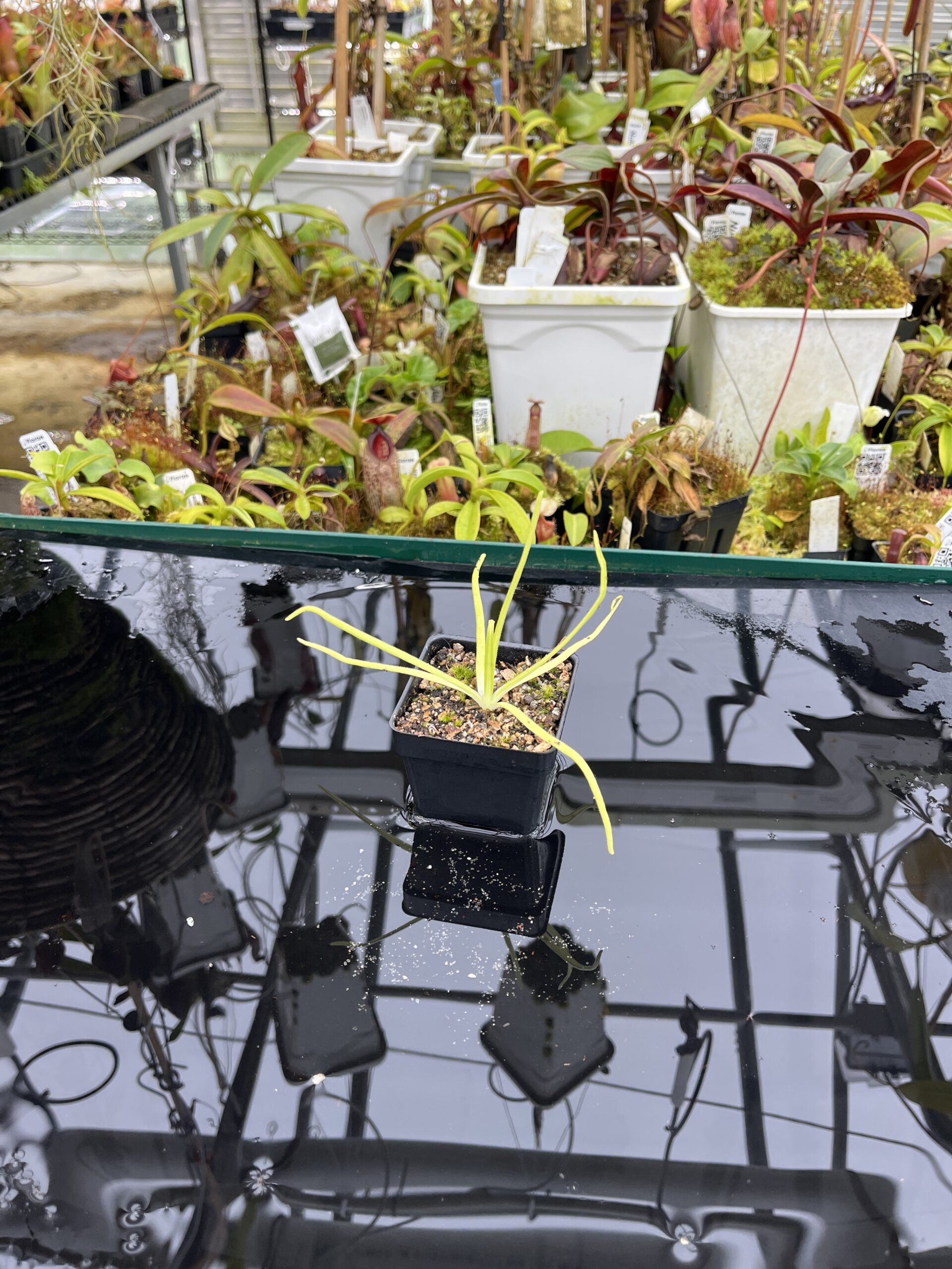 Wide Angle of Pinguicula moctezumae {very big flower, clone selected from seeds collected on a type locality} | Best Carnivorous Plants | BCP-2018 | IN26828