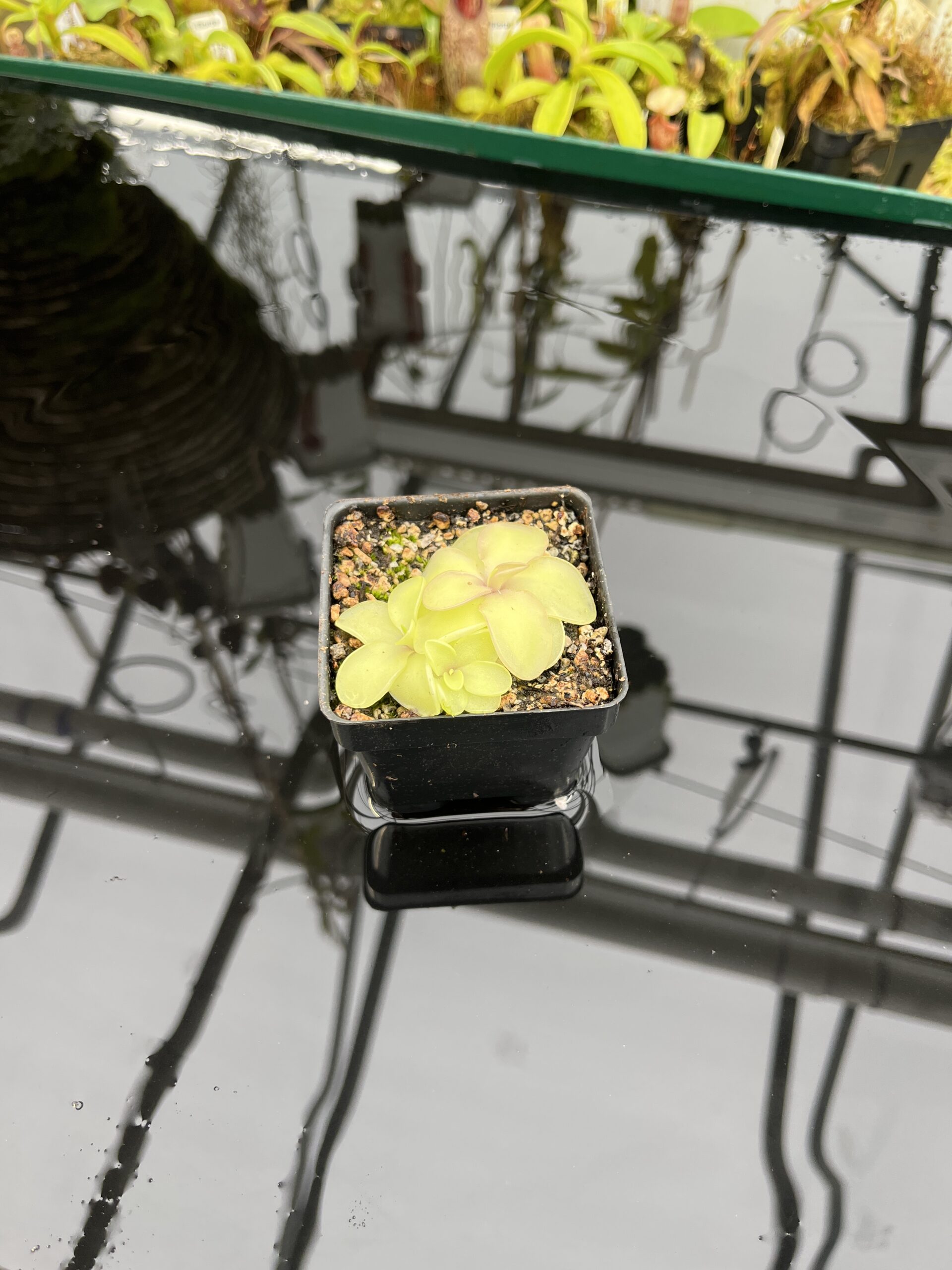 Wide Angle of Pinguicula pilosa x emarginata | Florae Collaborative | | IN26838