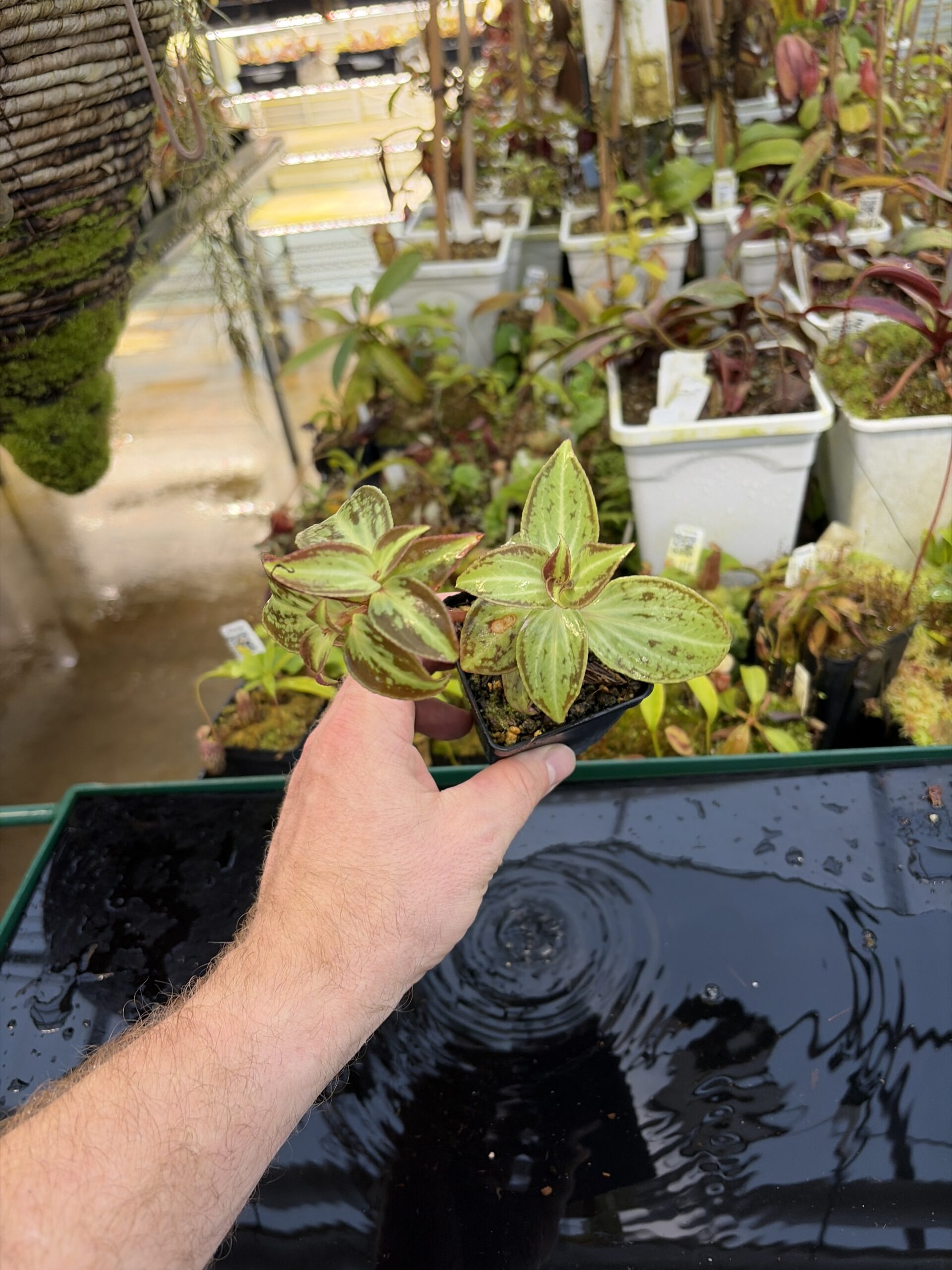 Wide Angle of Sonerila cantonensis (Vietnam) | Florae Collaborative | | IN26946