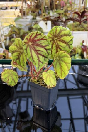 Close Up of Begonia quadrialata (Africa) | Florae Collaborative | | IN27238