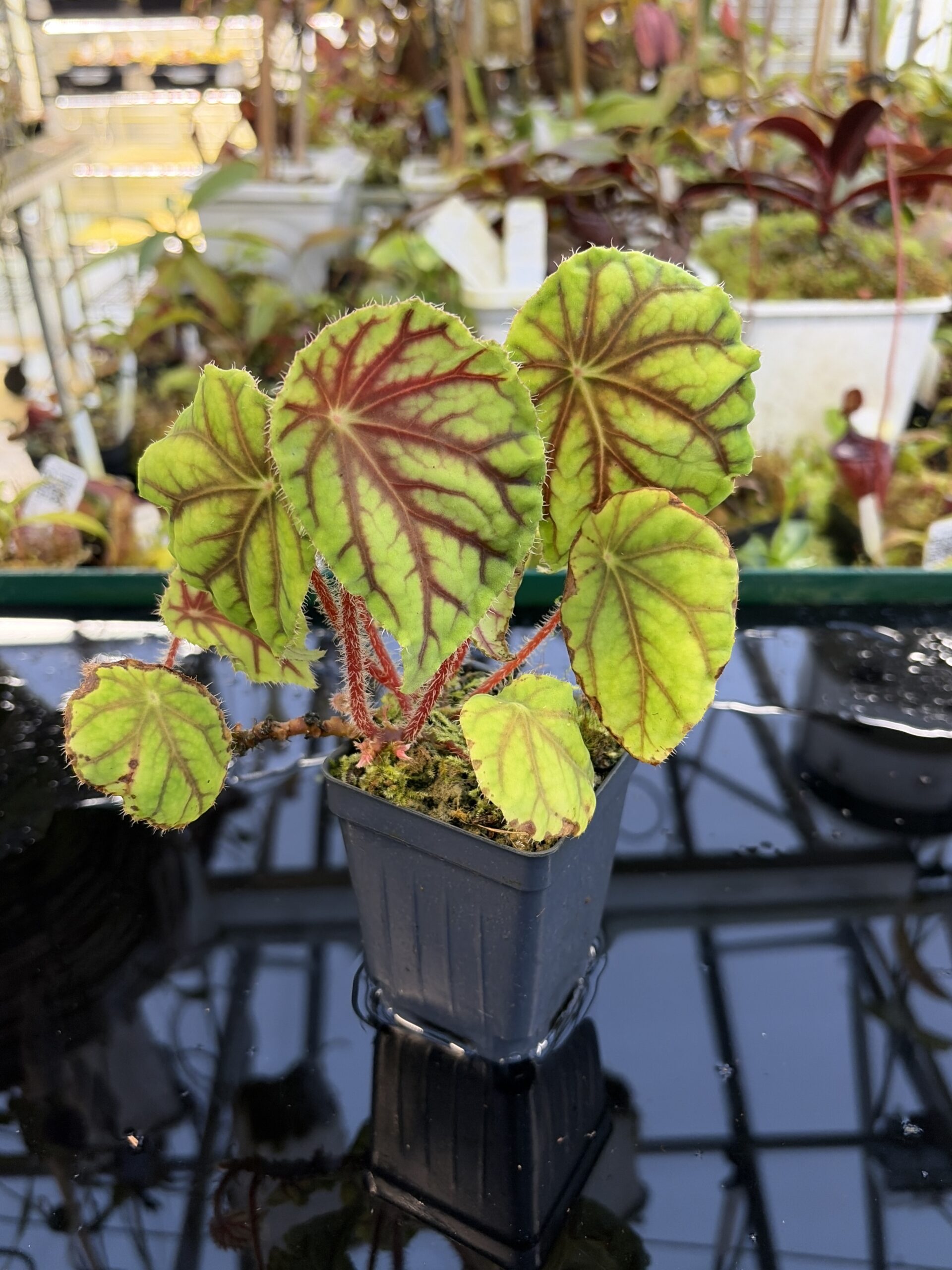 Close Up of Begonia quadrialata (Africa) | Florae Collaborative | | IN27238