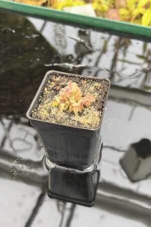 Close Up of Cephalotus follicularis | Borneo Exotics | BE-3563 | IN27193