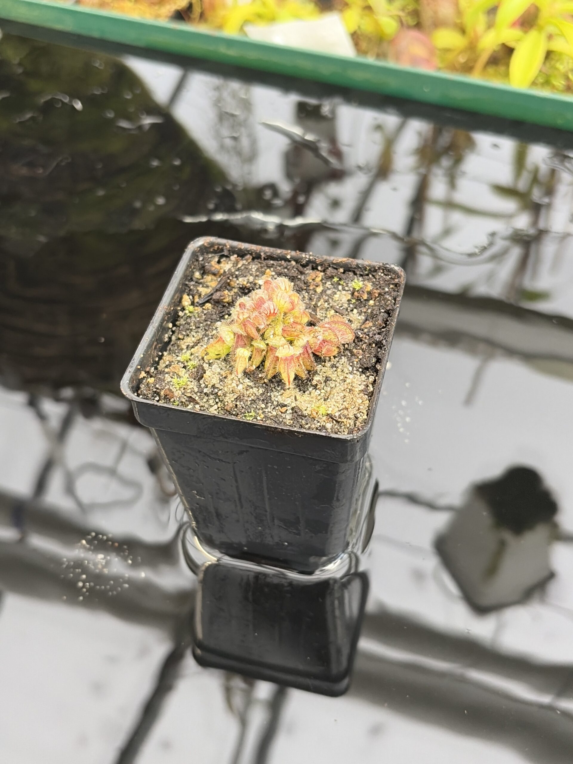 Close Up of Cephalotus follicularis | Borneo Exotics | BE-3563 | IN27193