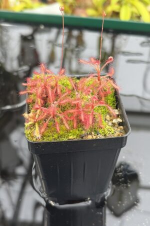 Close Up of Drosera grantsaui {Brazil} | Best Carnivorous Plants | BCP-2264 | H27153