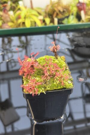 Close Up of Drosera grantsaui {Brazil} | Best Carnivorous Plants | BCP-2264 | H27314