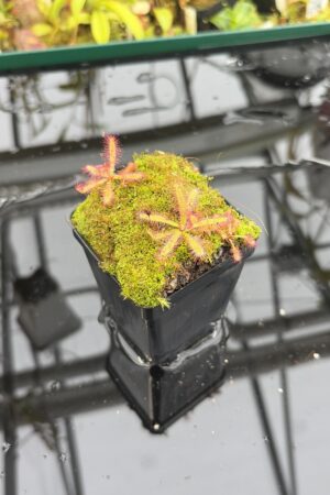 Close Up of Drosera latifolia {giant, Serra do Cabral, Brazil} | Best Carnivorous Plants | BCP-1519 | H27154