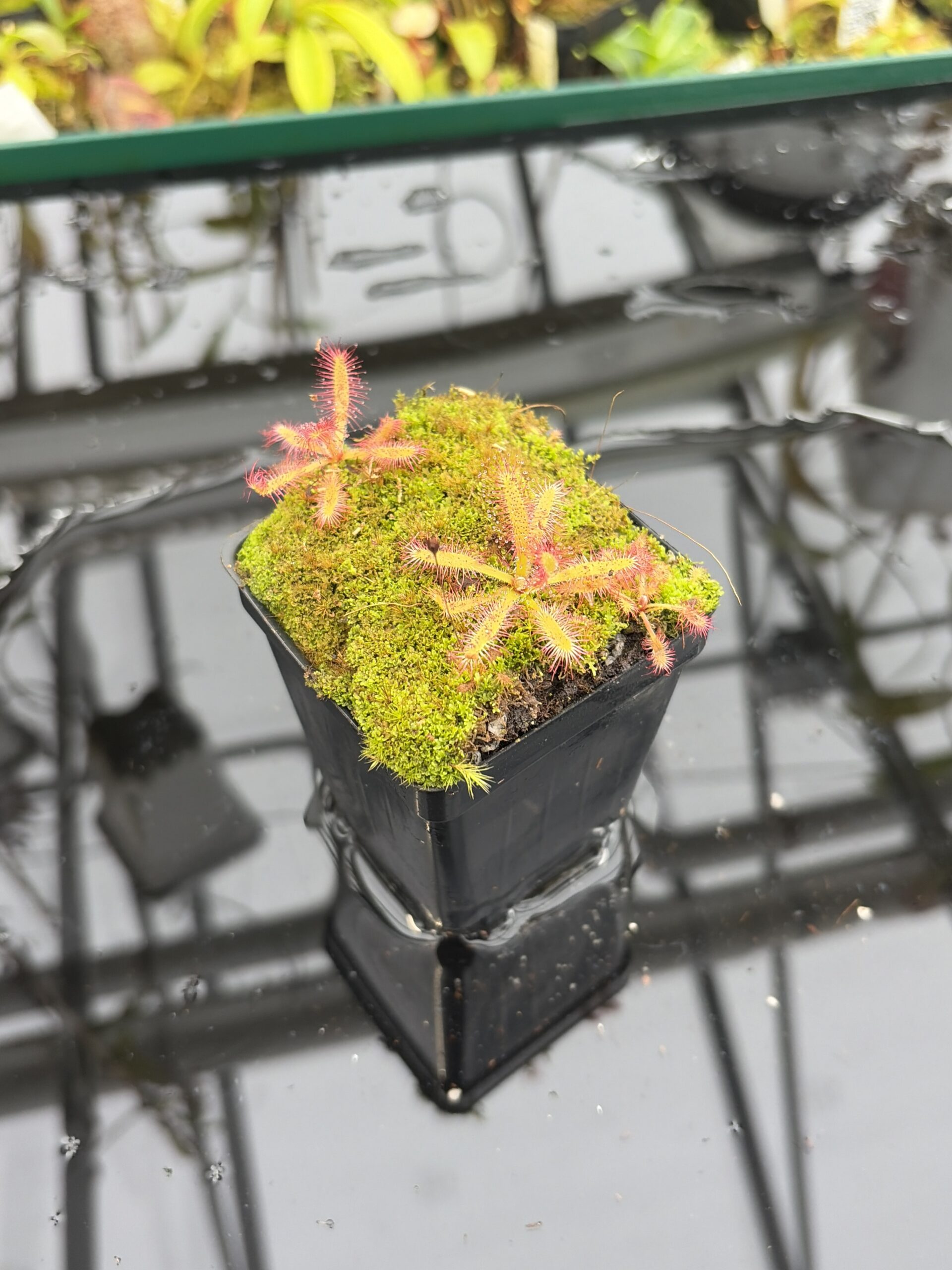 Close Up of Drosera latifolia {giant, Serra do Cabral, Brazil} | Best Carnivorous Plants | BCP-1519 | H27154