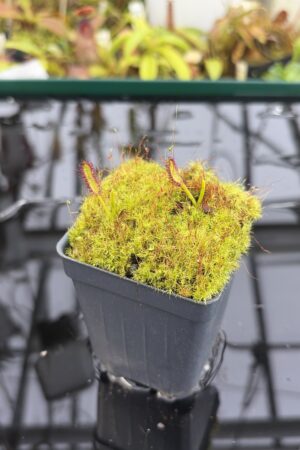 Close Up of Drosera murfettii {giant, Harz Mts, Tasmamia} | Best Carnivorous Plants | BCP-1107 | H27152