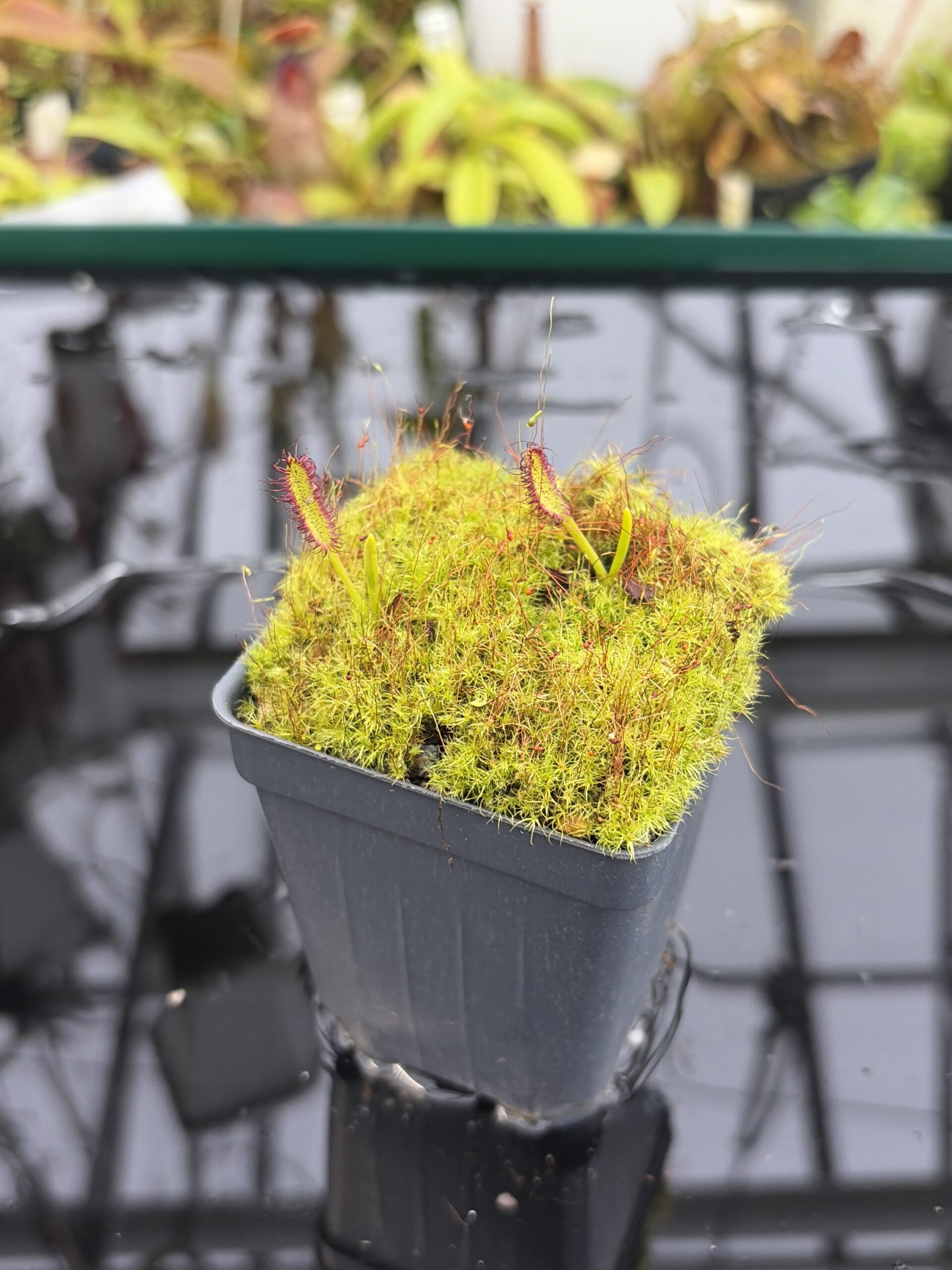 Close Up of Drosera murfettii {giant, Harz Mts, Tasmamia} | Best Carnivorous Plants | BCP-1107 | H27152