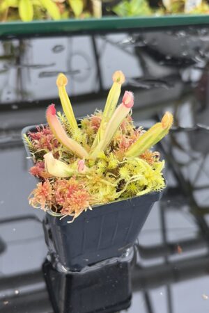Close Up of Heliamphora Flamingo | Andreas Wistuba | AW-01 | H27146