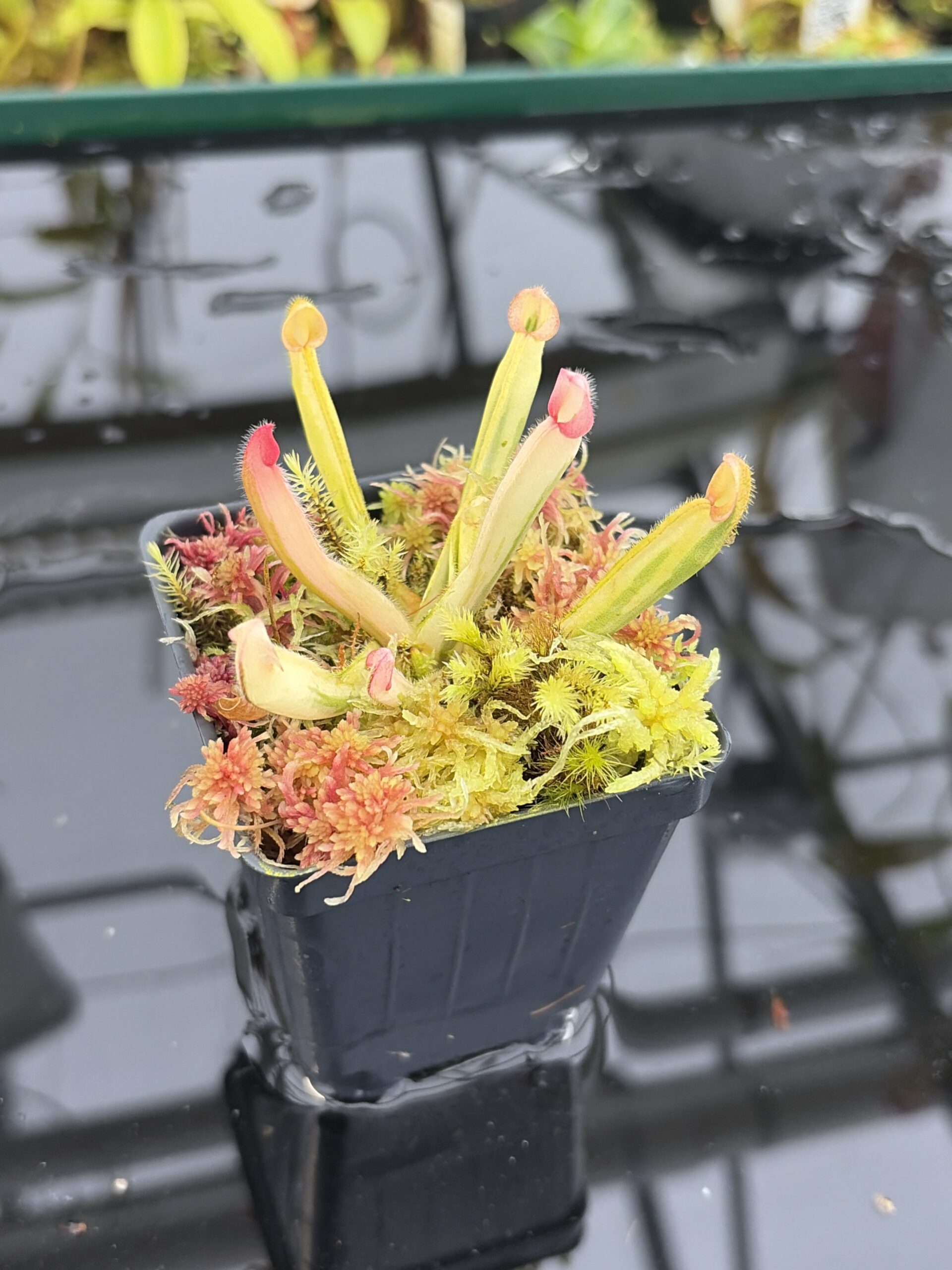 Close Up of Heliamphora Flamingo | Andreas Wistuba | AW-01 | H27146