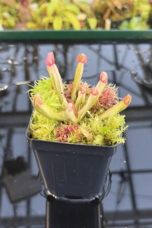 Close Up of Heliamphora Flamingo | Andreas Wistuba | AW-01 | H27317