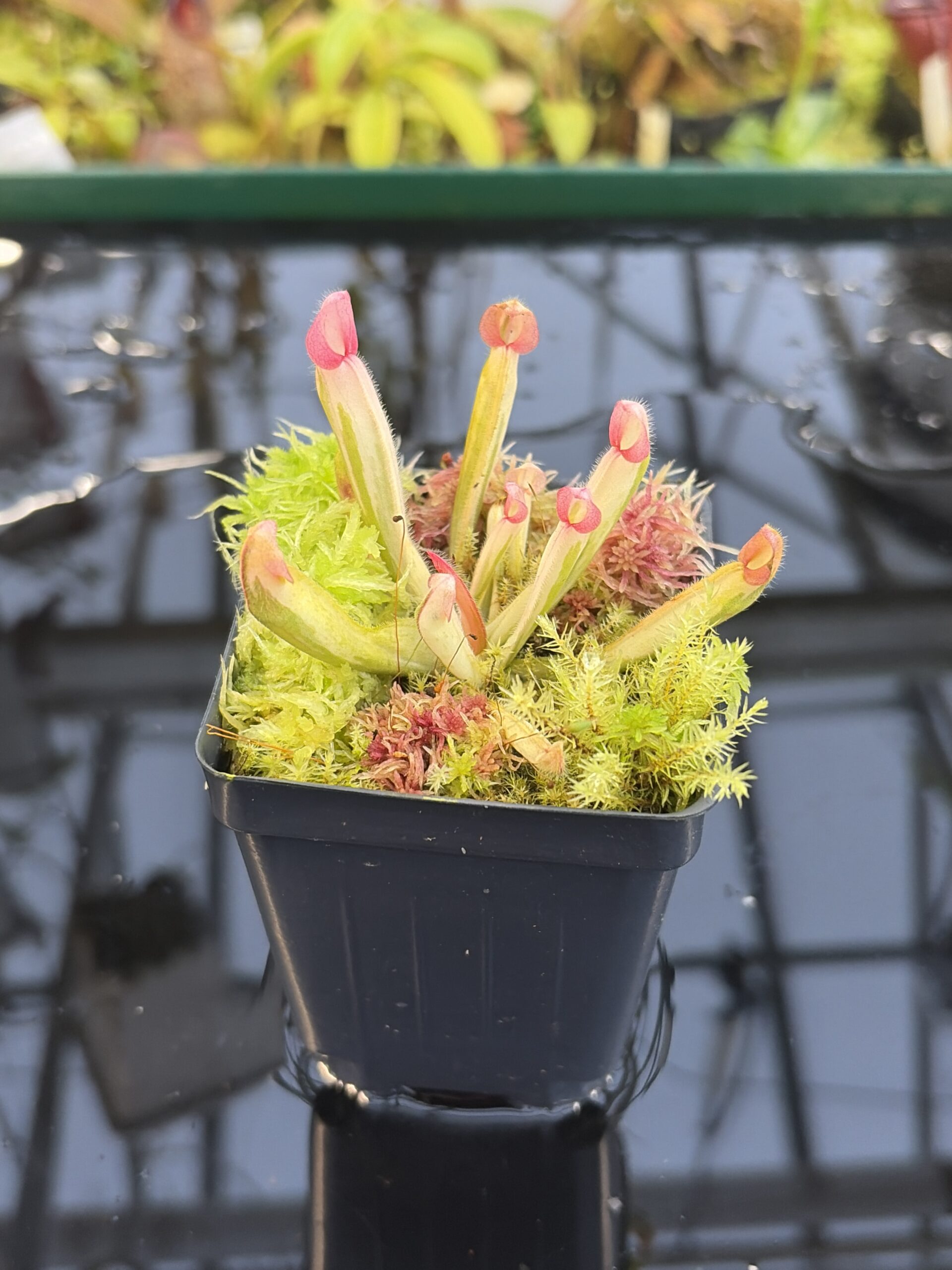 Close Up of Heliamphora Flamingo | Andreas Wistuba | AW-01 | H27317