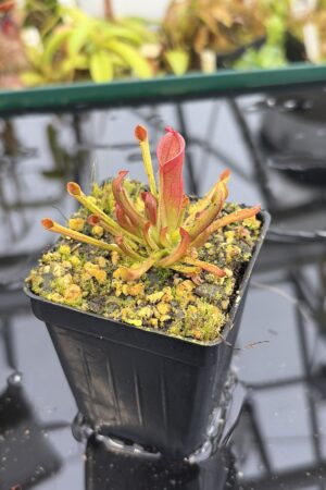 Close Up of Heliamphora heterodoxa x minor | Borneo Exotics | BE-3246 | H27149