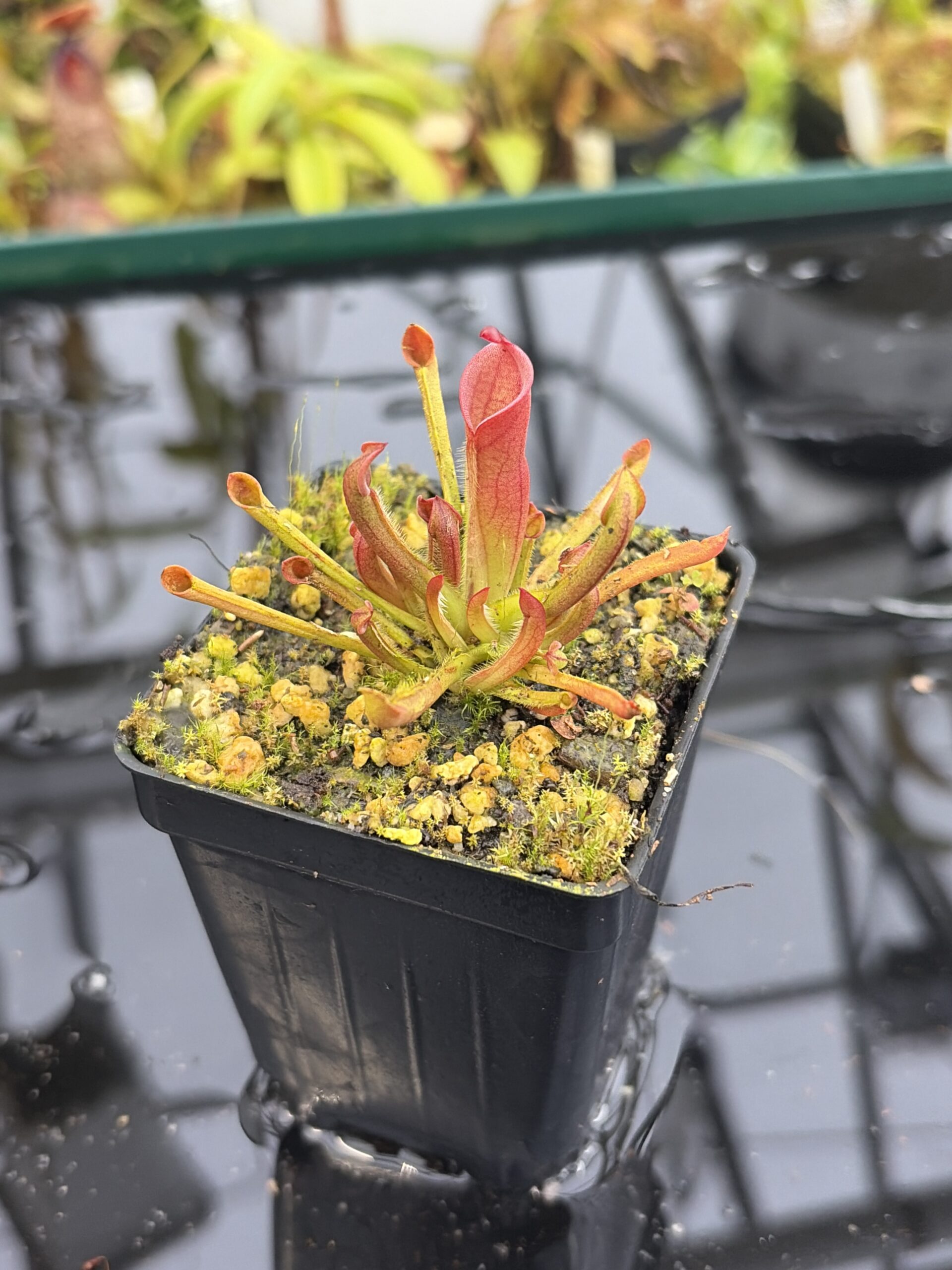 Close Up of Heliamphora heterodoxa x minor | Borneo Exotics | BE-3246 | H27149