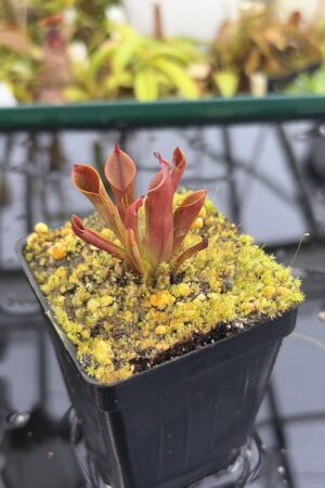 Close Up of Heliamphora minor | Borneo Exotics | BE-3250 | H27147